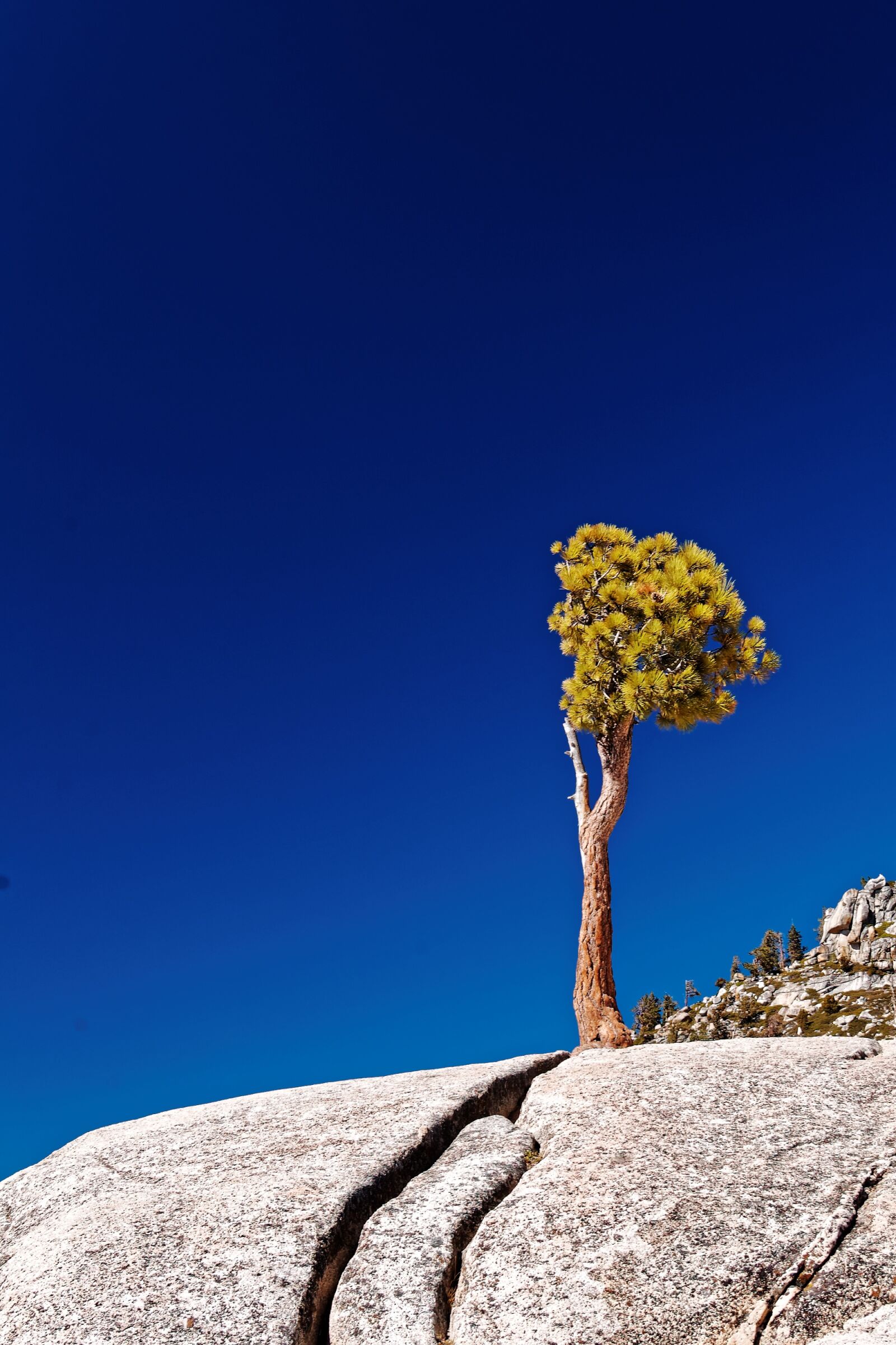 Nikon D50 sample photo. Individual, tree, california photography