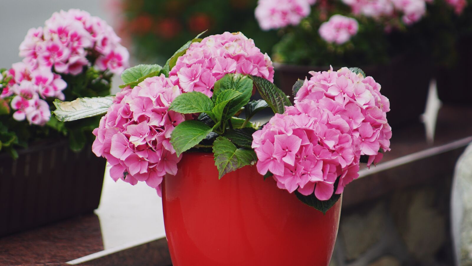 Sony SLT-A68 sample photo. Flowers, pink, pink flowers photography