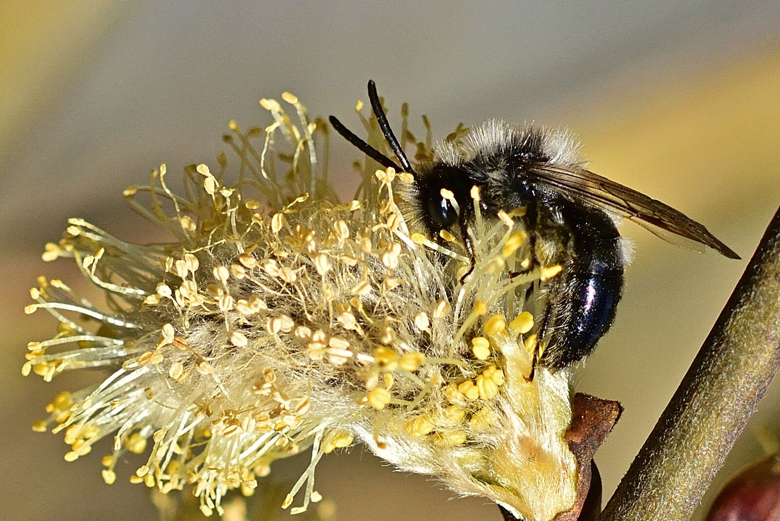 Nikon D5200 sample photo. Garden, sandy bee, close photography