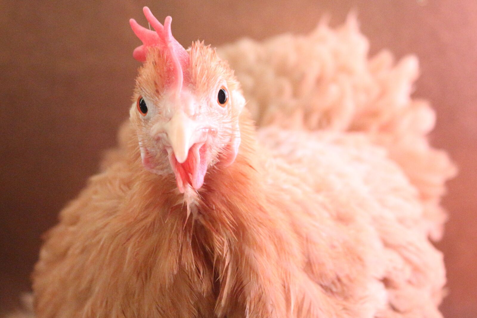 Canon EF-S 18-55mm F3.5-5.6 IS sample photo. Chicken, feather, sweet photography