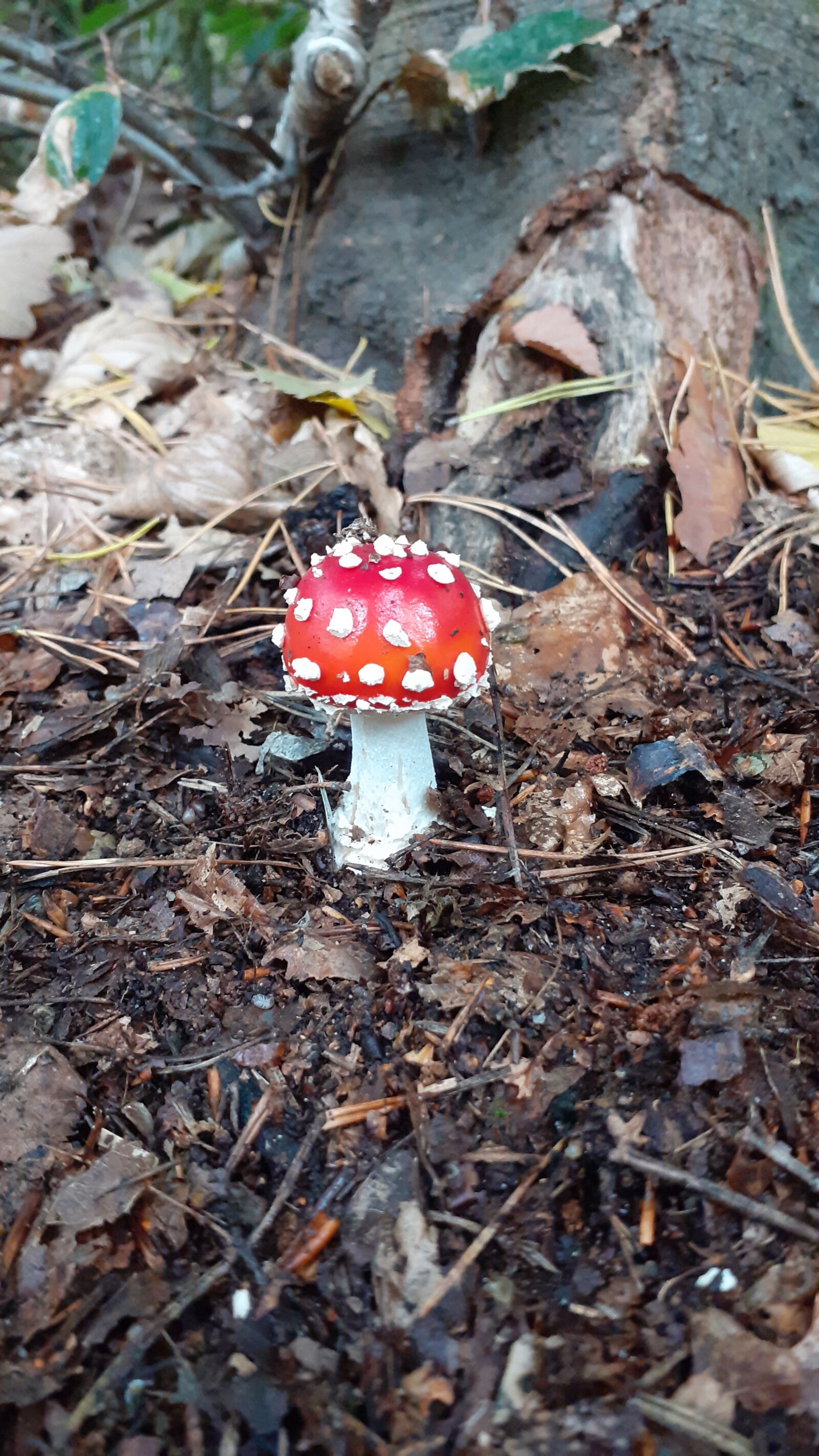 Samsung SM-A202F sample photo. Fly agaric, forest, autumn photography
