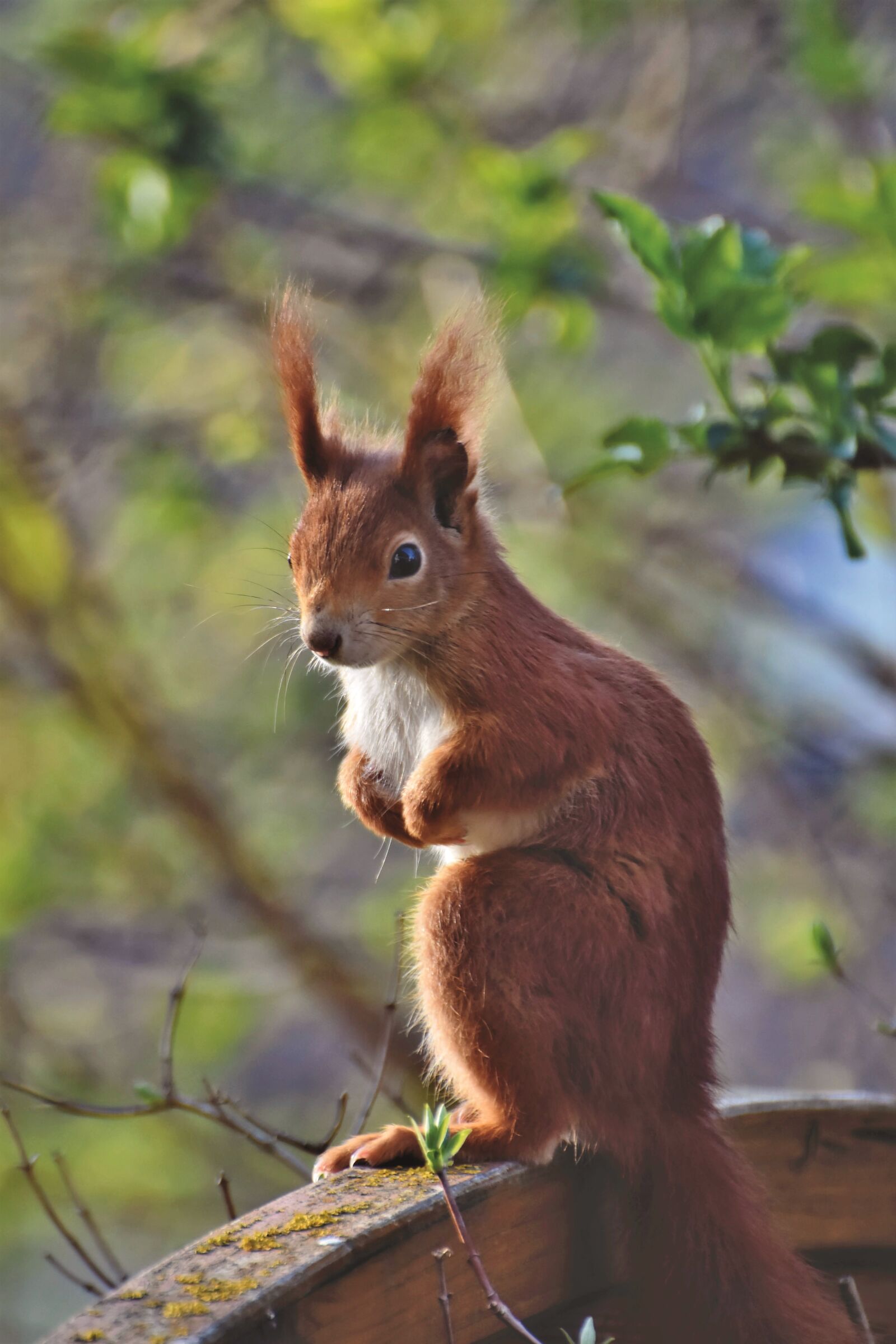 Nikon D7200 sample photo. Red squirrel, rodent, animal photography
