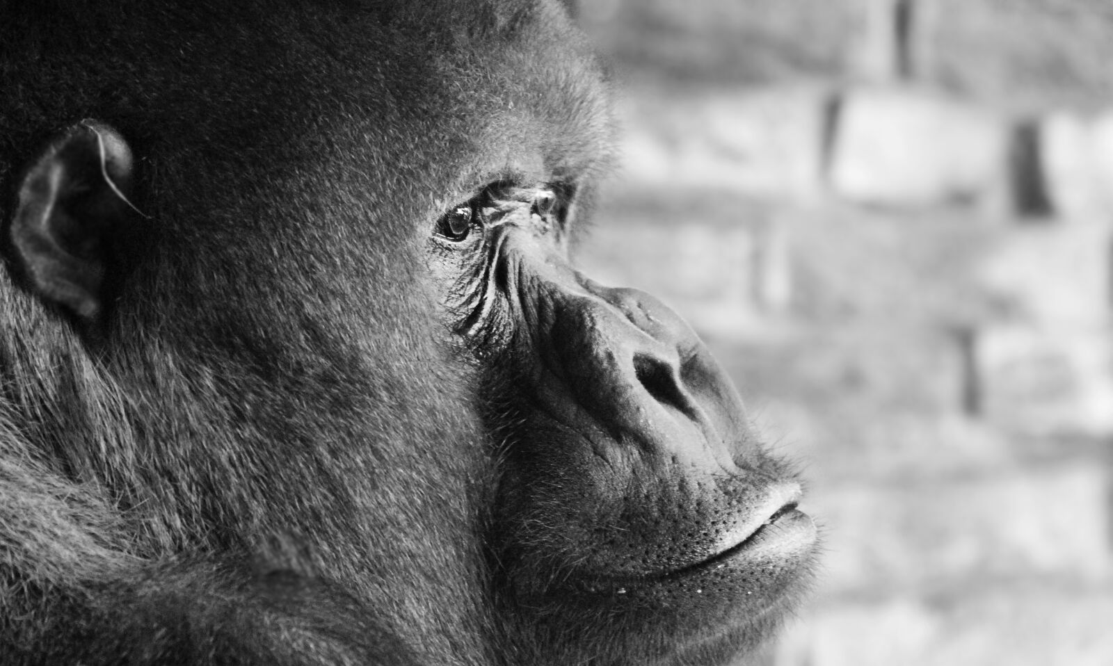 Canon EOS 100D (EOS Rebel SL1 / EOS Kiss X7) sample photo. Gorilla, silverback, thinking photography