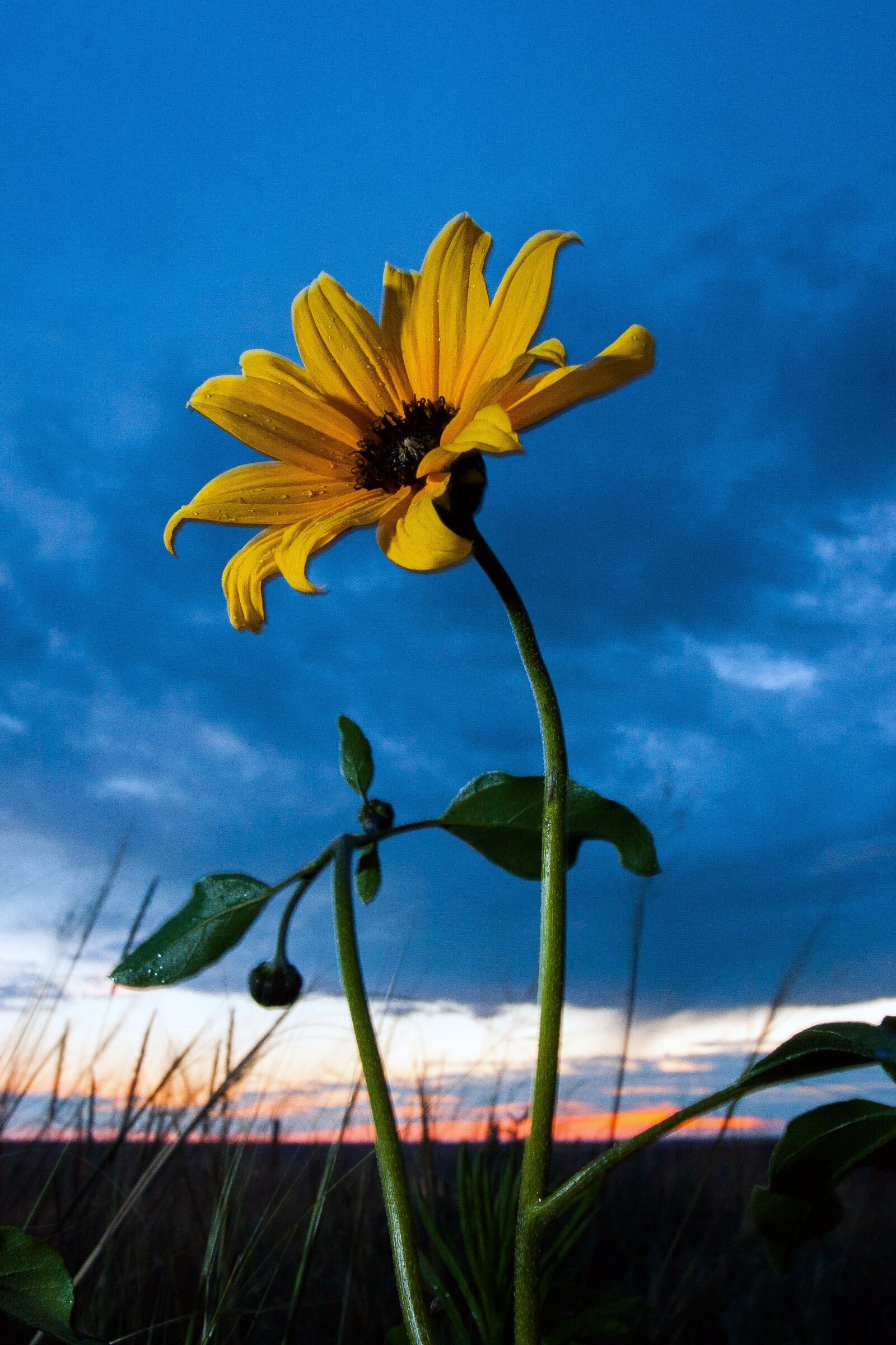 Nikon D3200 sample photo. Flower, sunset, nature photography