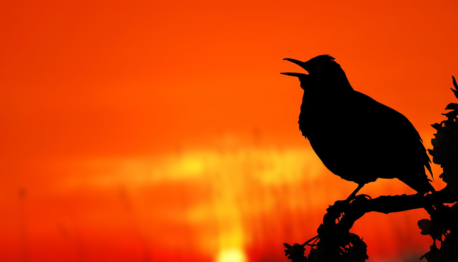 Nikon D60 sample photo. Bird, sunrise, silhouette photography