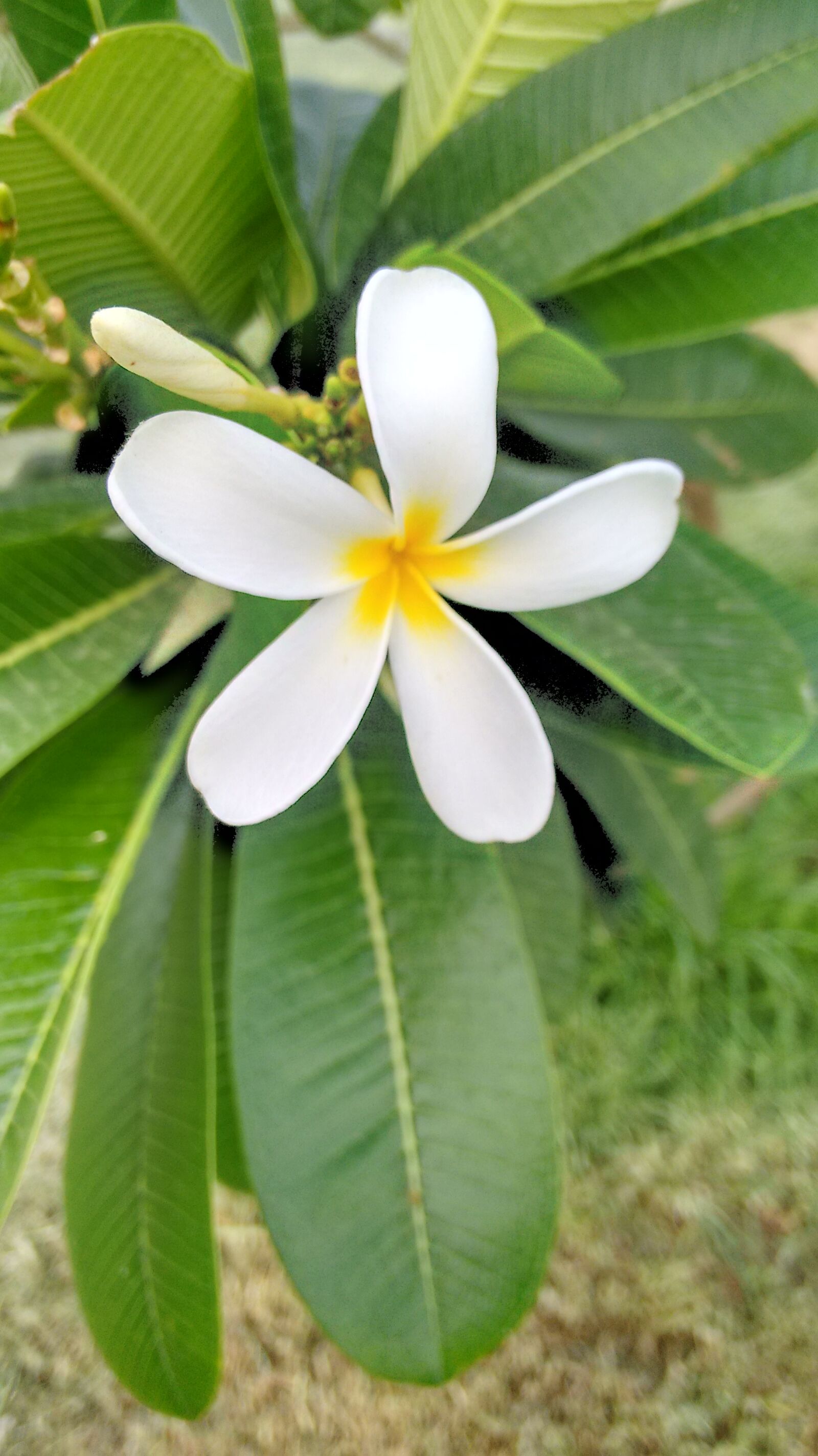 Motorola Moto G (2nd Gen) sample photo. Beautiful, flowers, flowers, green photography
