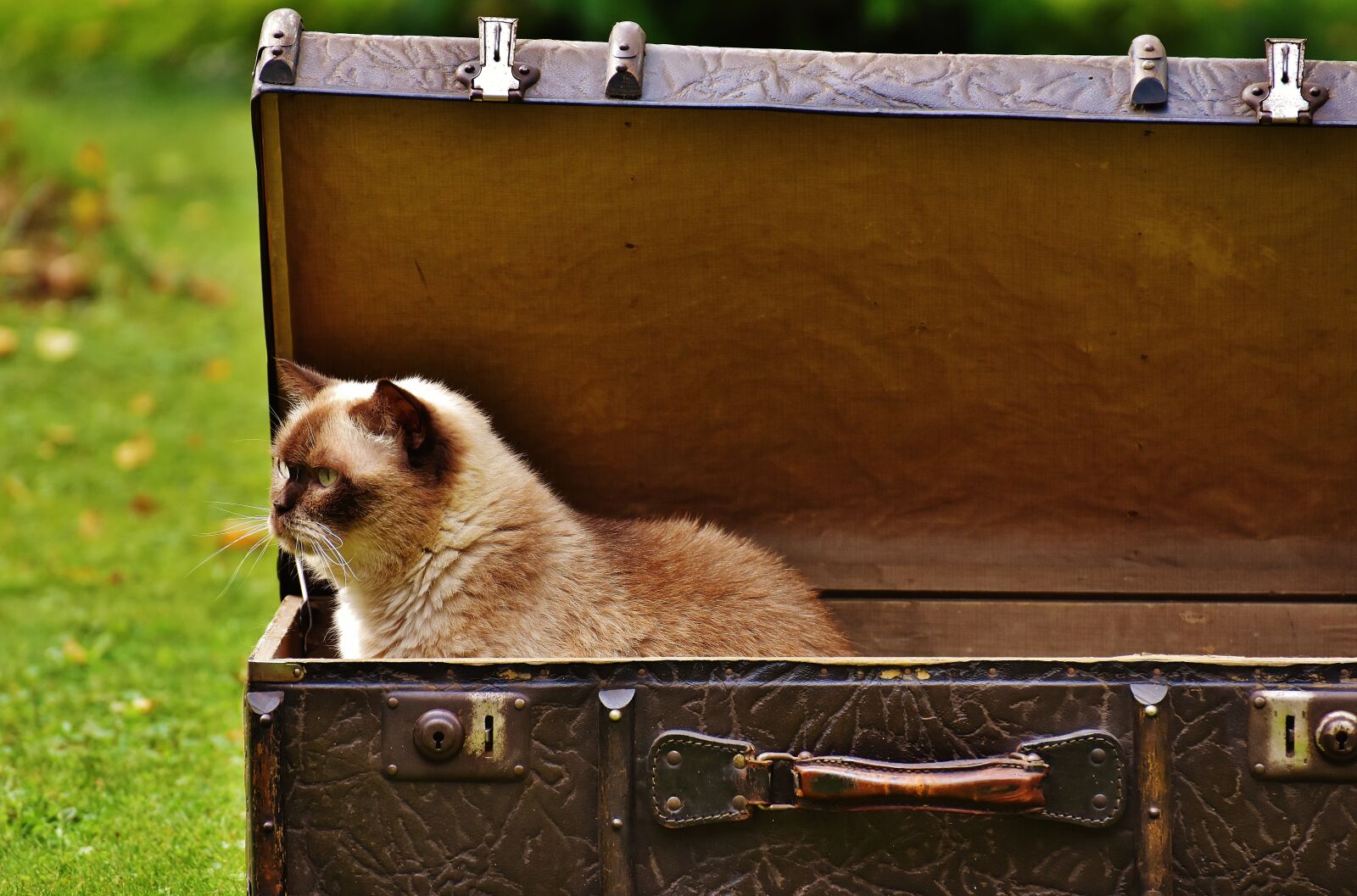 Nikon D7200 sample photo. Luggage, antique, cat photography