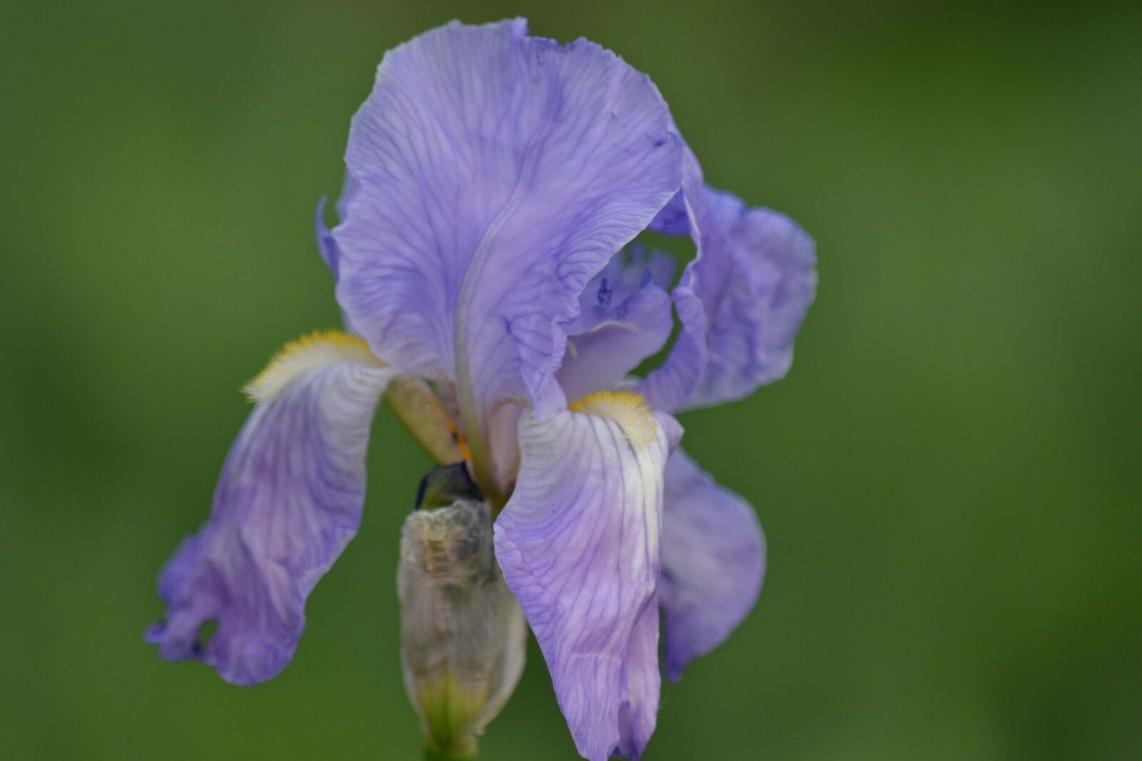 Nikon D5500 sample photo. Beautiful flowers, botanic, detail photography