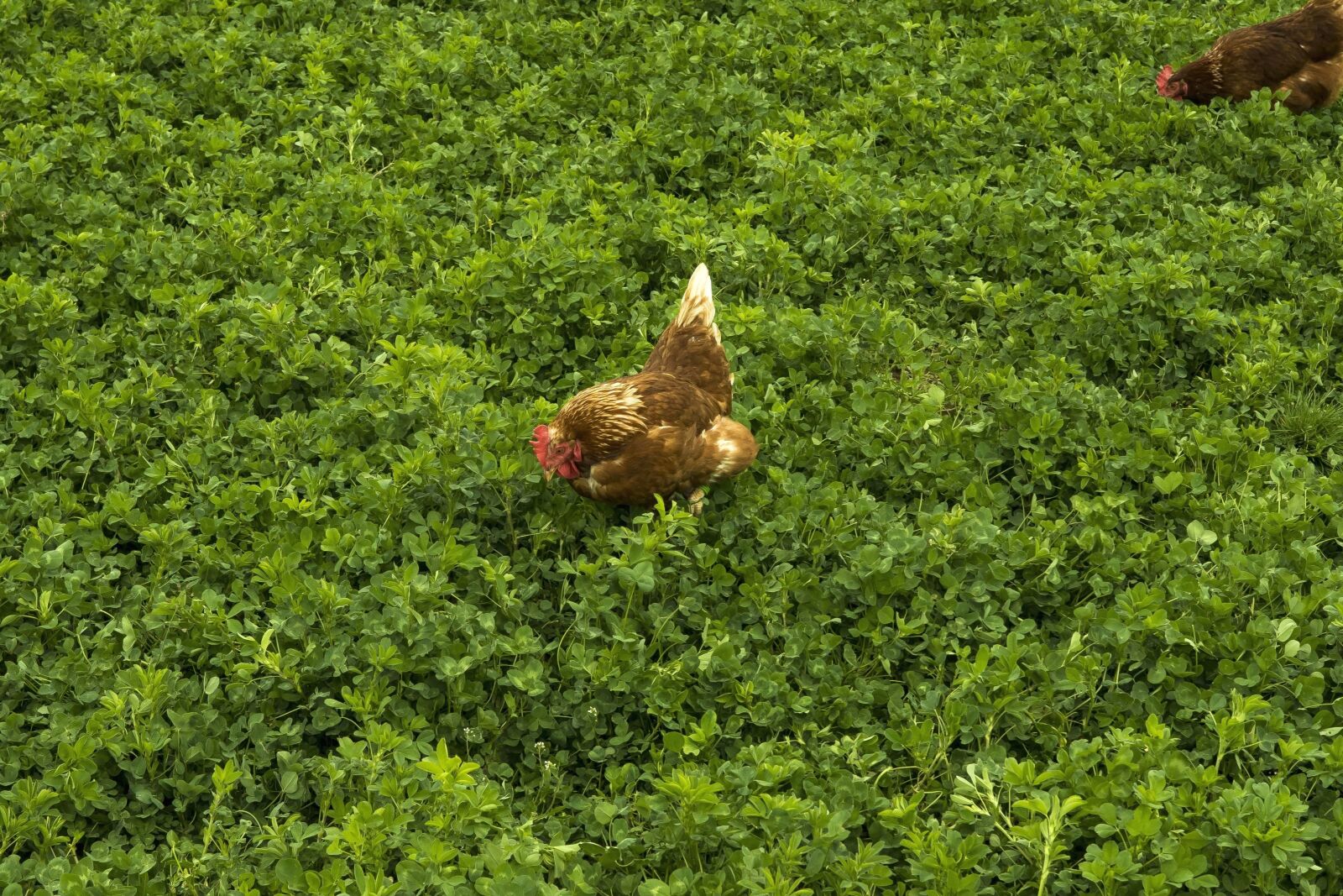Sony a6300 + Sigma 30mm F2.8 EX DN sample photo. Bird, farm, animal, chicken photography