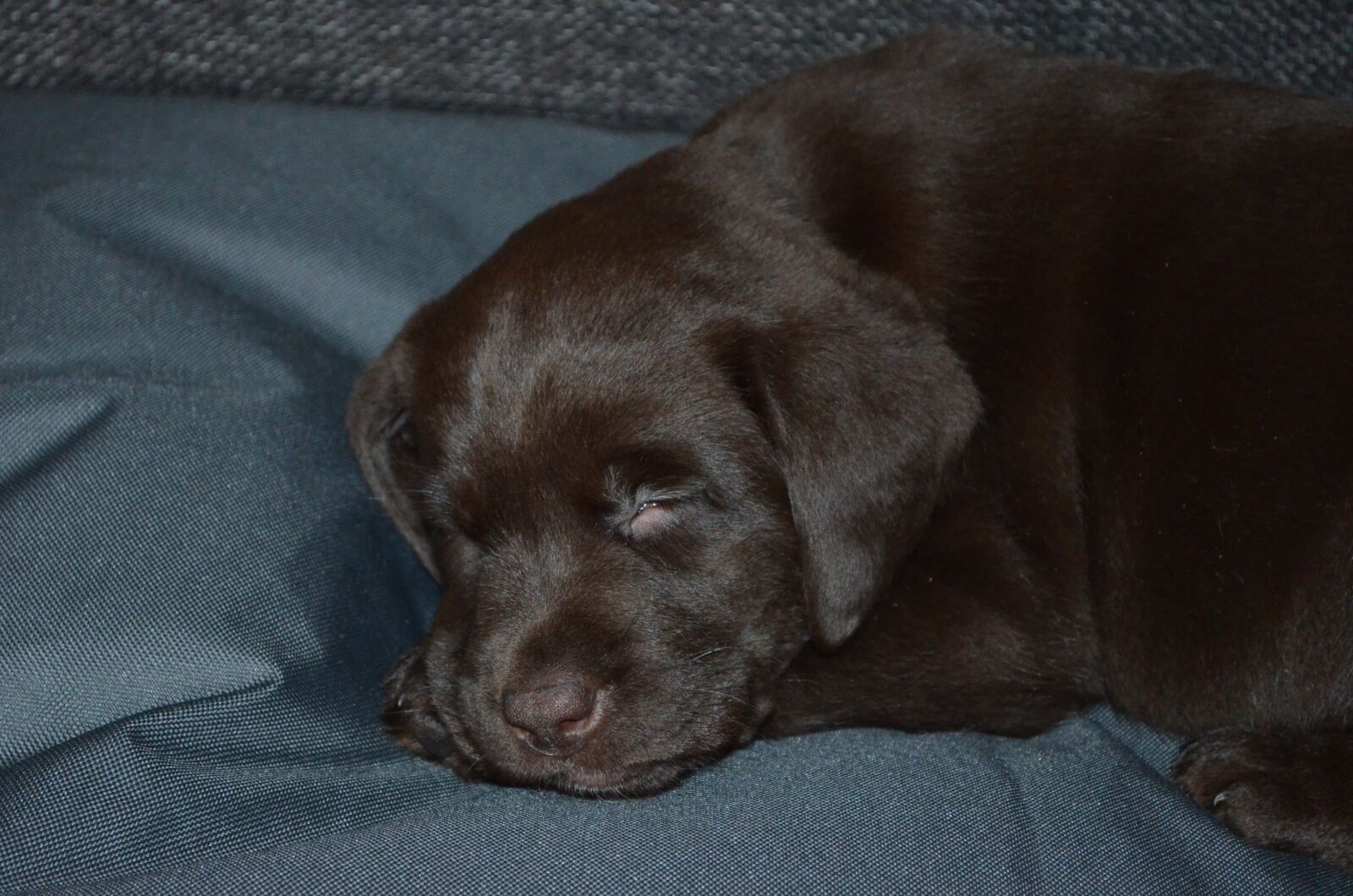 Nikon D5100 sample photo. Labrador, animals, pet photography