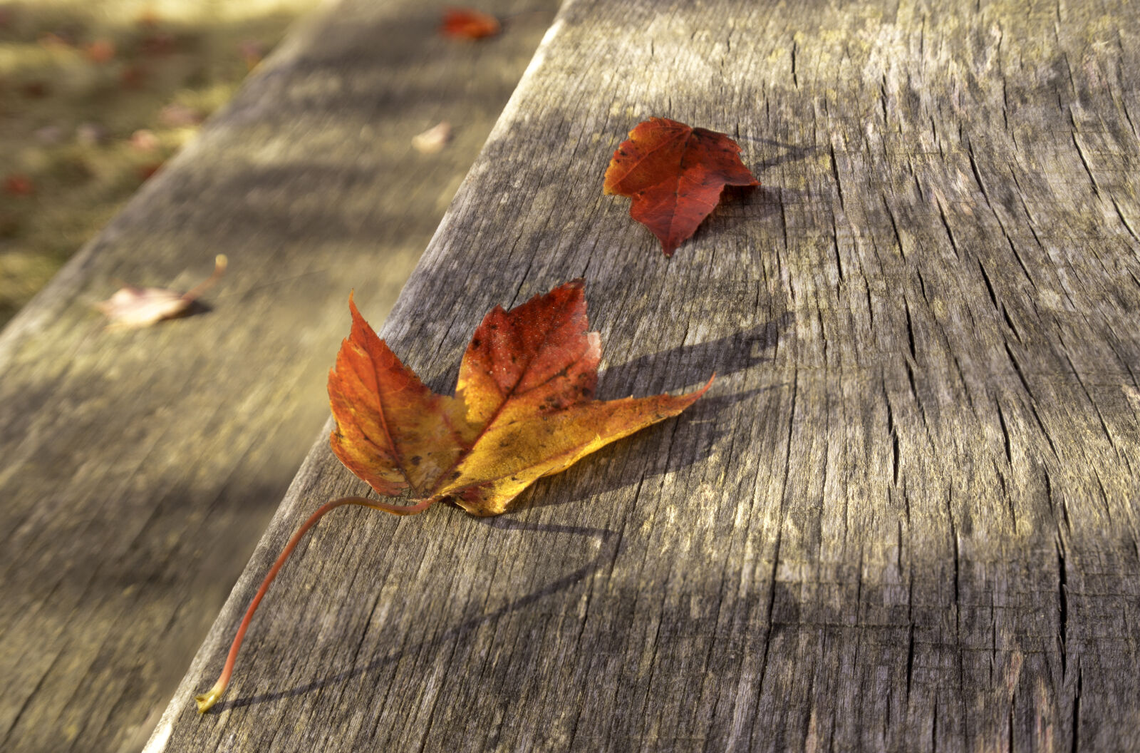 Nikon D800E sample photo. Autumn, colors, autumn, leaf photography