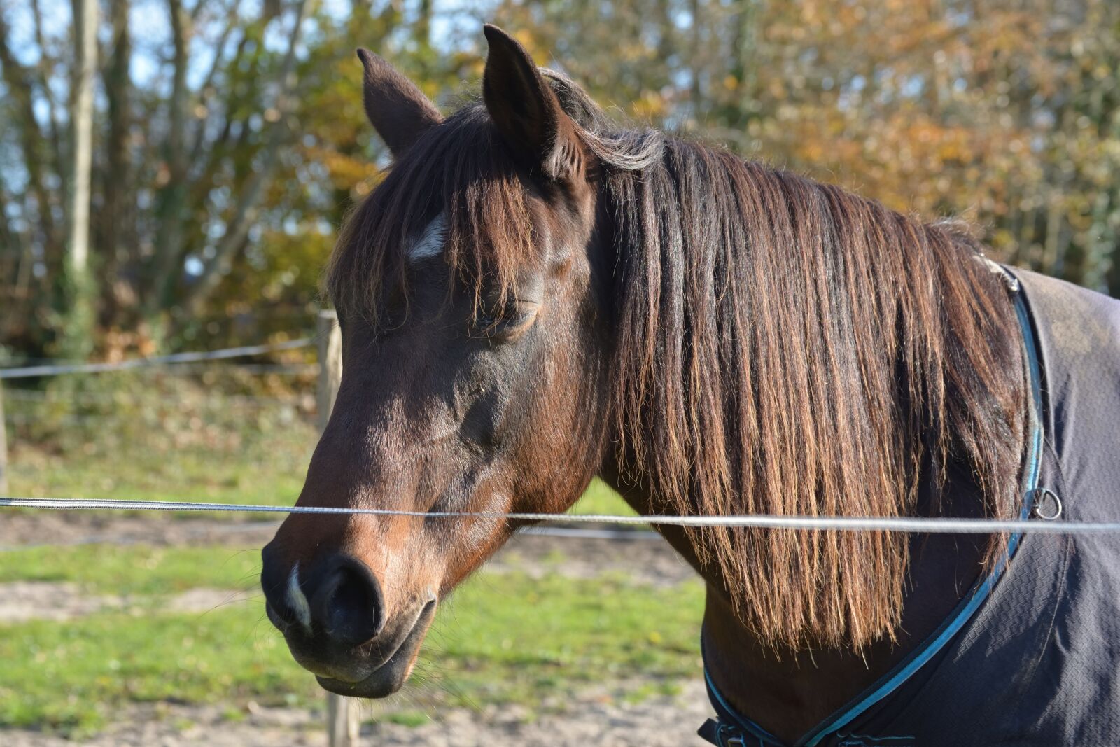 Nikon D610 sample photo. Nature, animal, mane photography