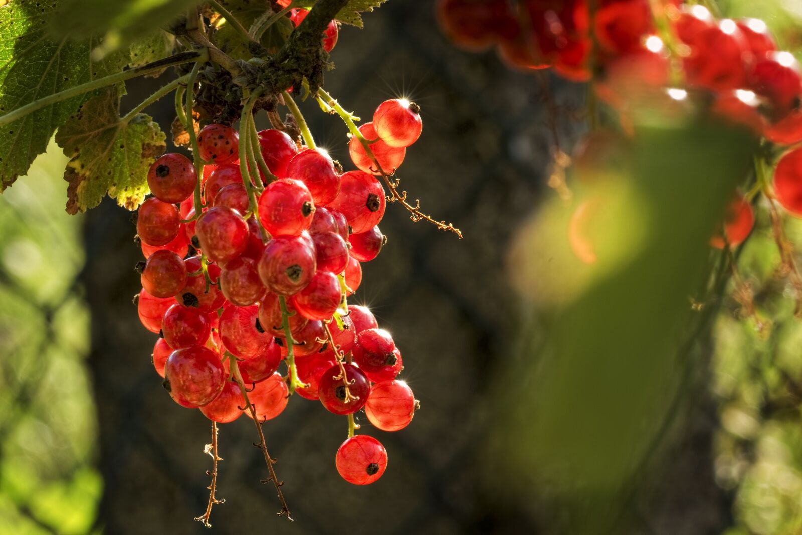 Sony SLT-A77 sample photo. Garden, sun, fruits photography