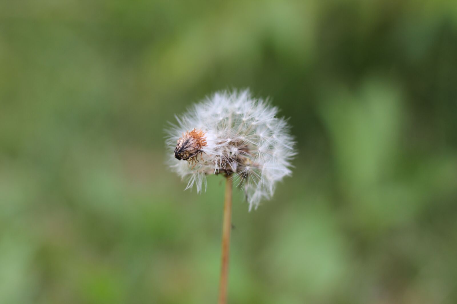 Canon EOS 600D (Rebel EOS T3i / EOS Kiss X5) + Canon EF 50mm F1.8 STM sample photo. Dandelion, flower, nature photography