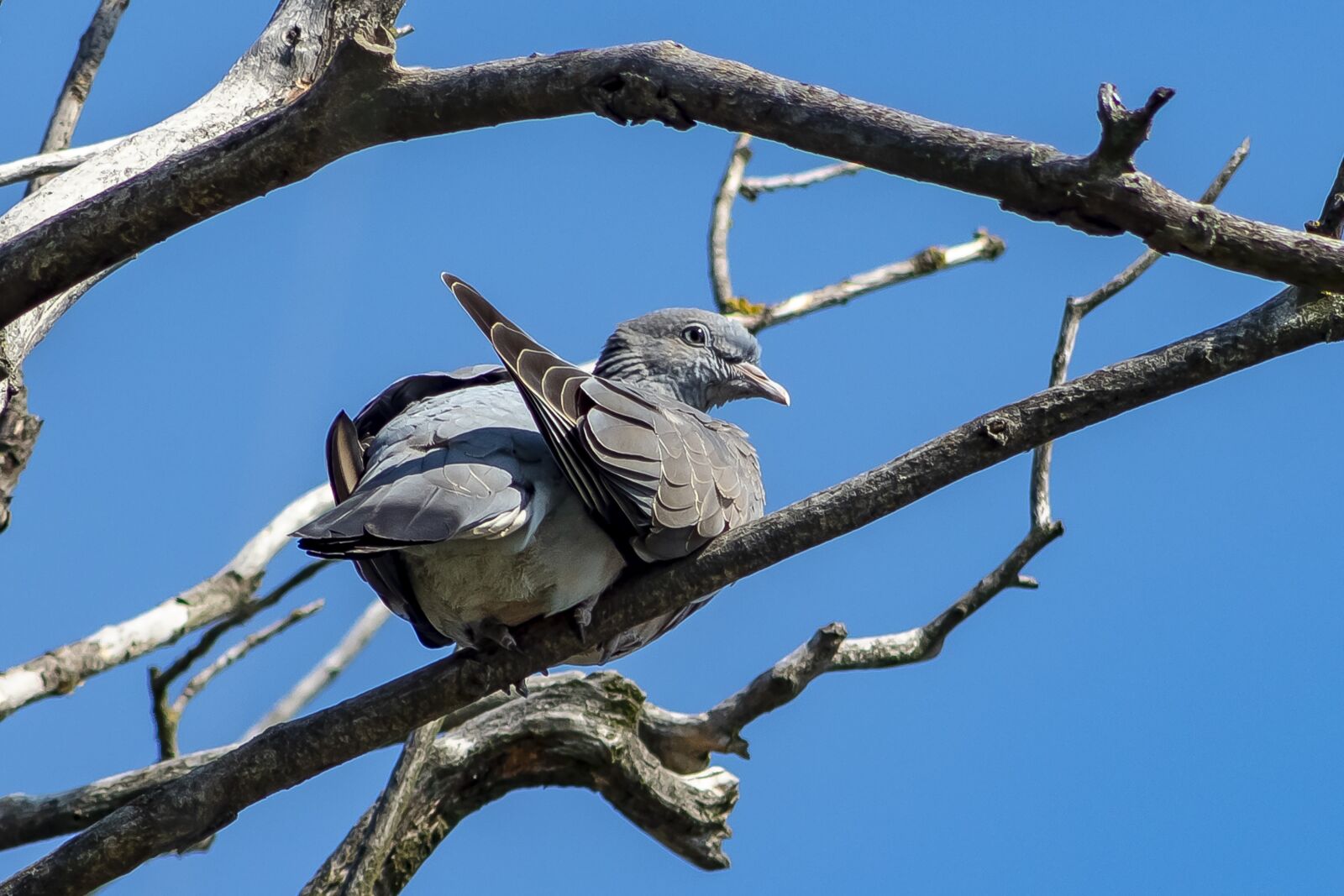 Canon EF75-300mm f/4-5.6 sample photo. Pigeon, bird, doves photography