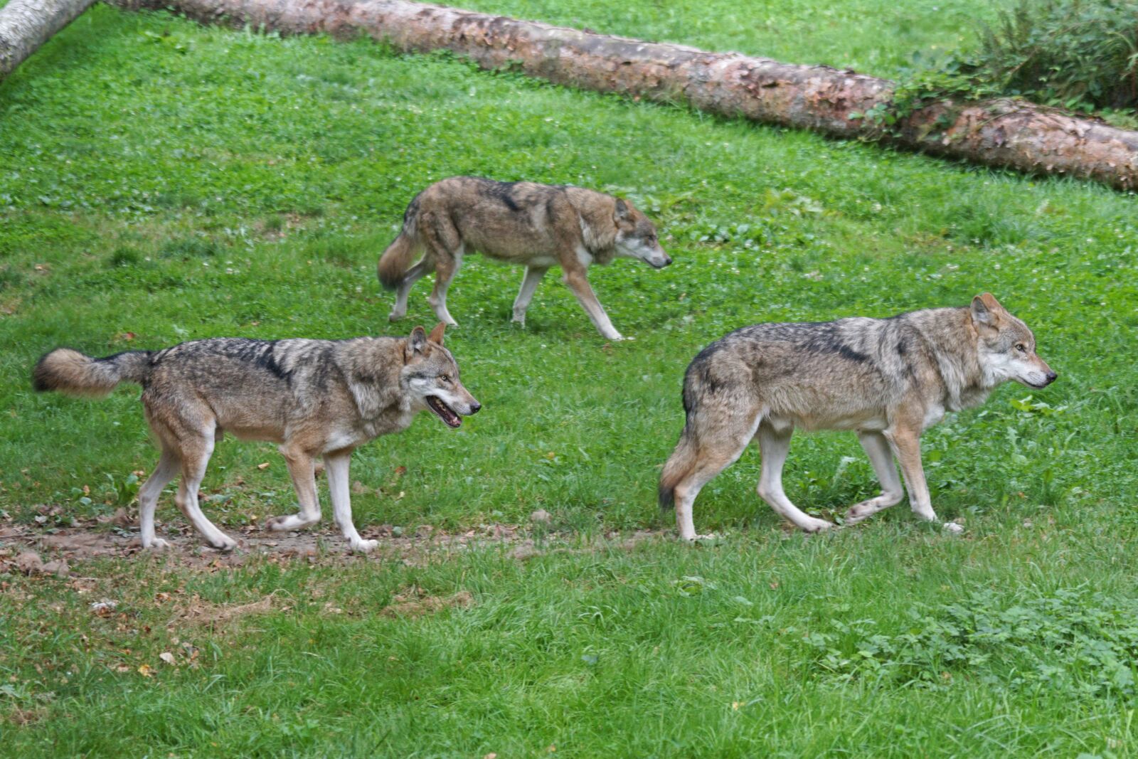Sony 70-400mm F4-5.6 G SSM sample photo. Wolf, wolves, predator photography