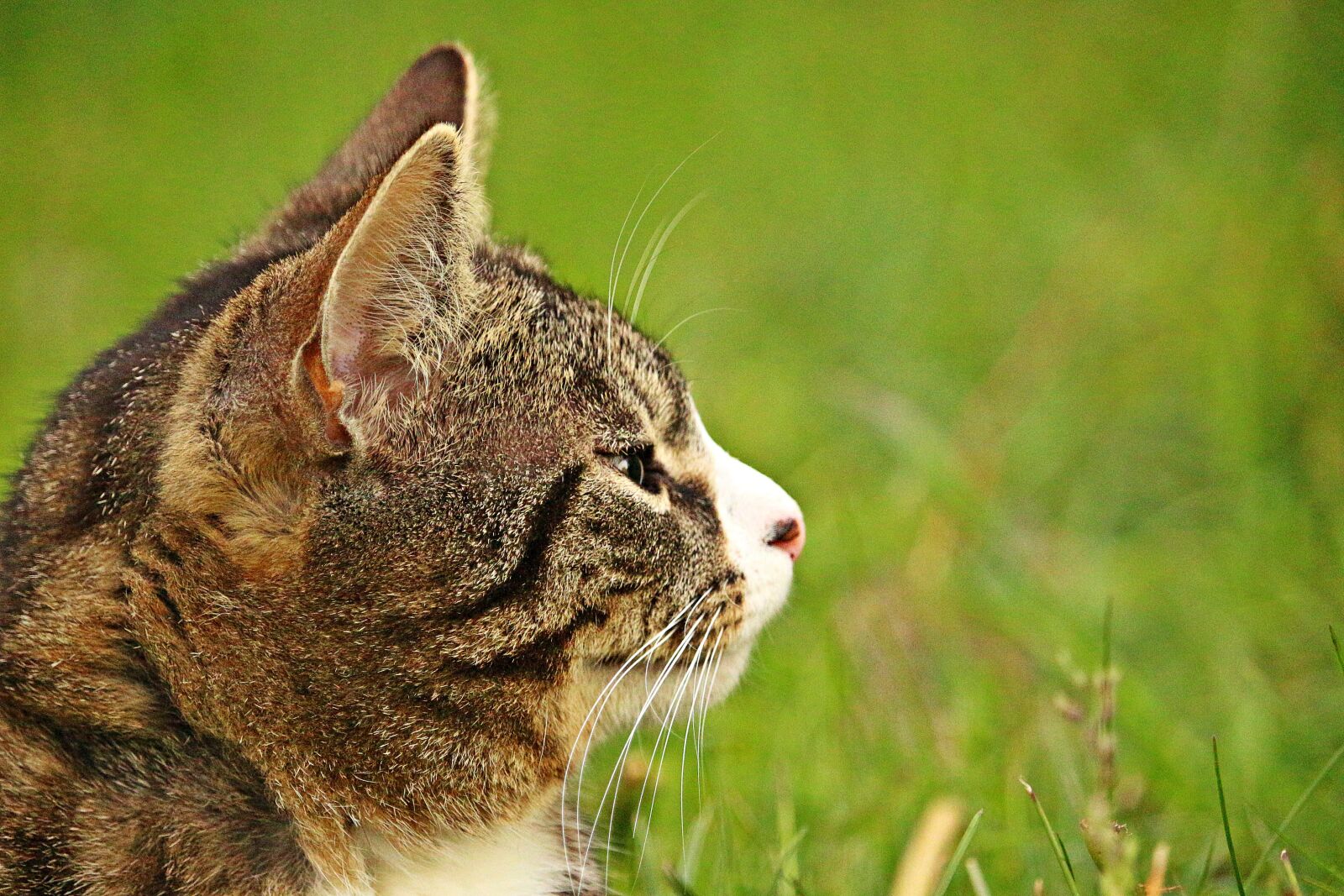Canon EOS 100D (EOS Rebel SL1 / EOS Kiss X7) sample photo. Cat, cat portrait, mackerel photography