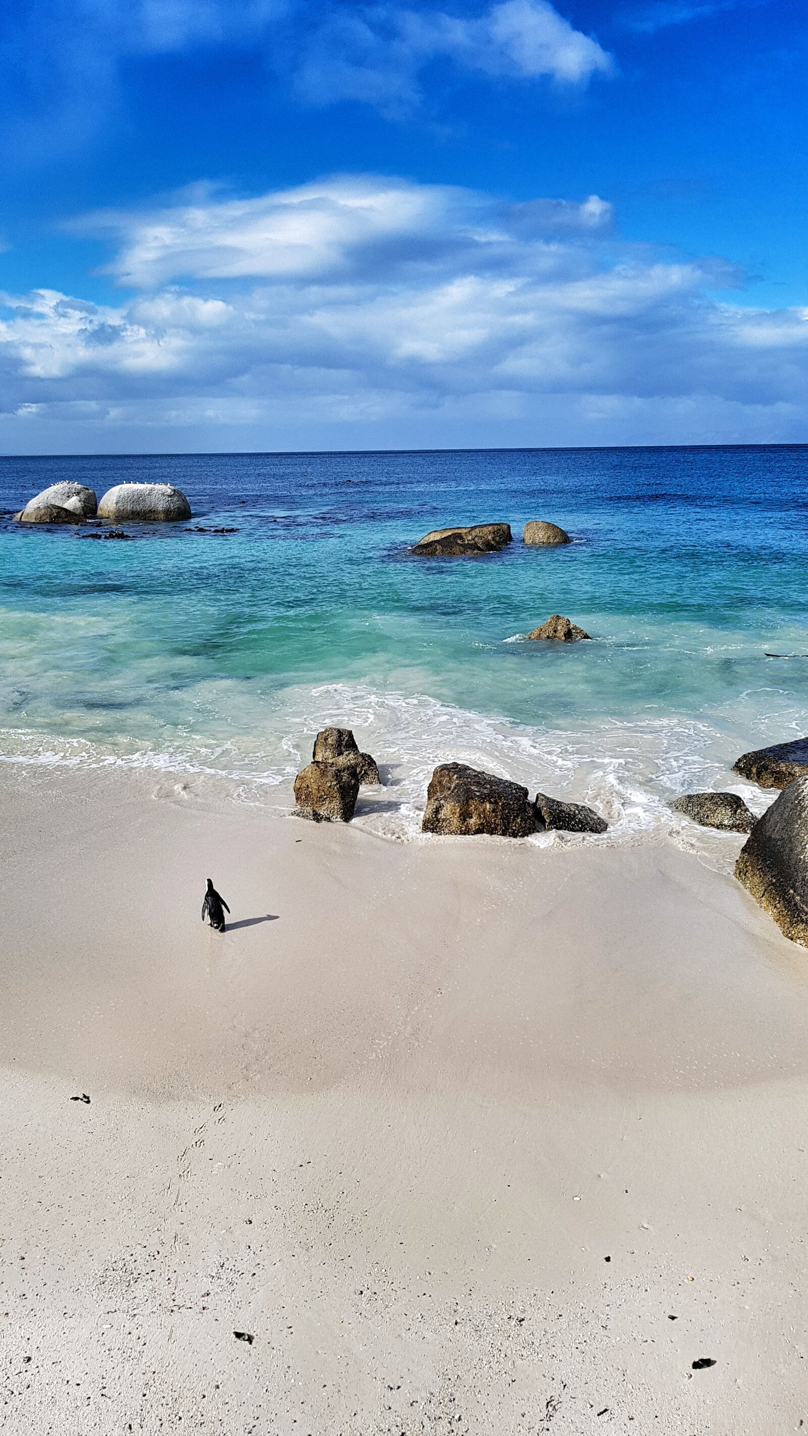 Samsung Galaxy S7 Edge sample photo. Beach, sea, penguin photography