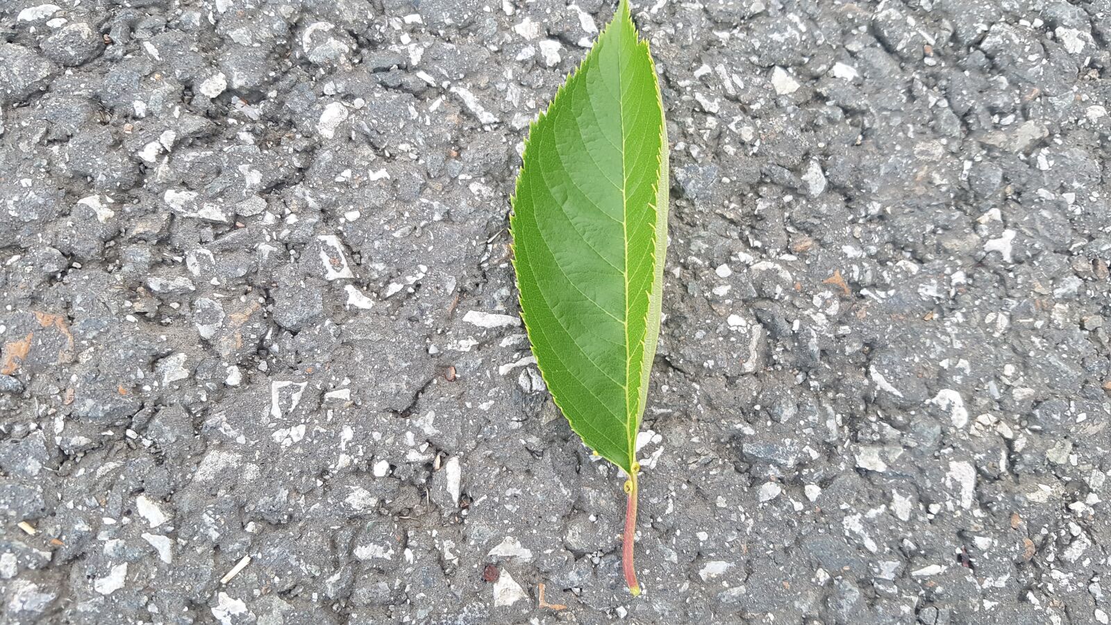 Samsung Galaxy S7 sample photo. Leaf, wilted, green leaf photography