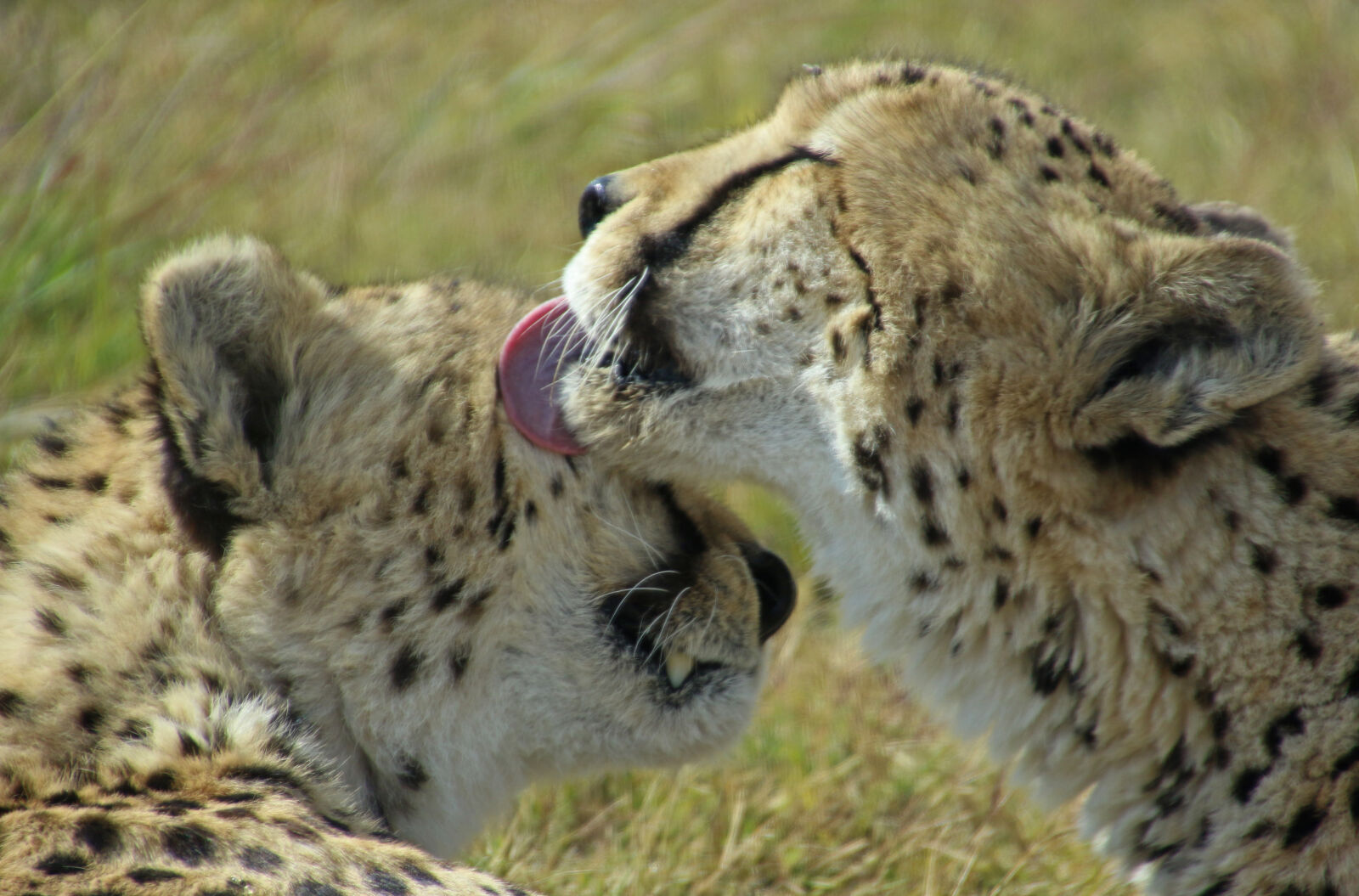 Canon EOS 7D Mark II sample photo. Animals, cheetahs, couple, cute photography
