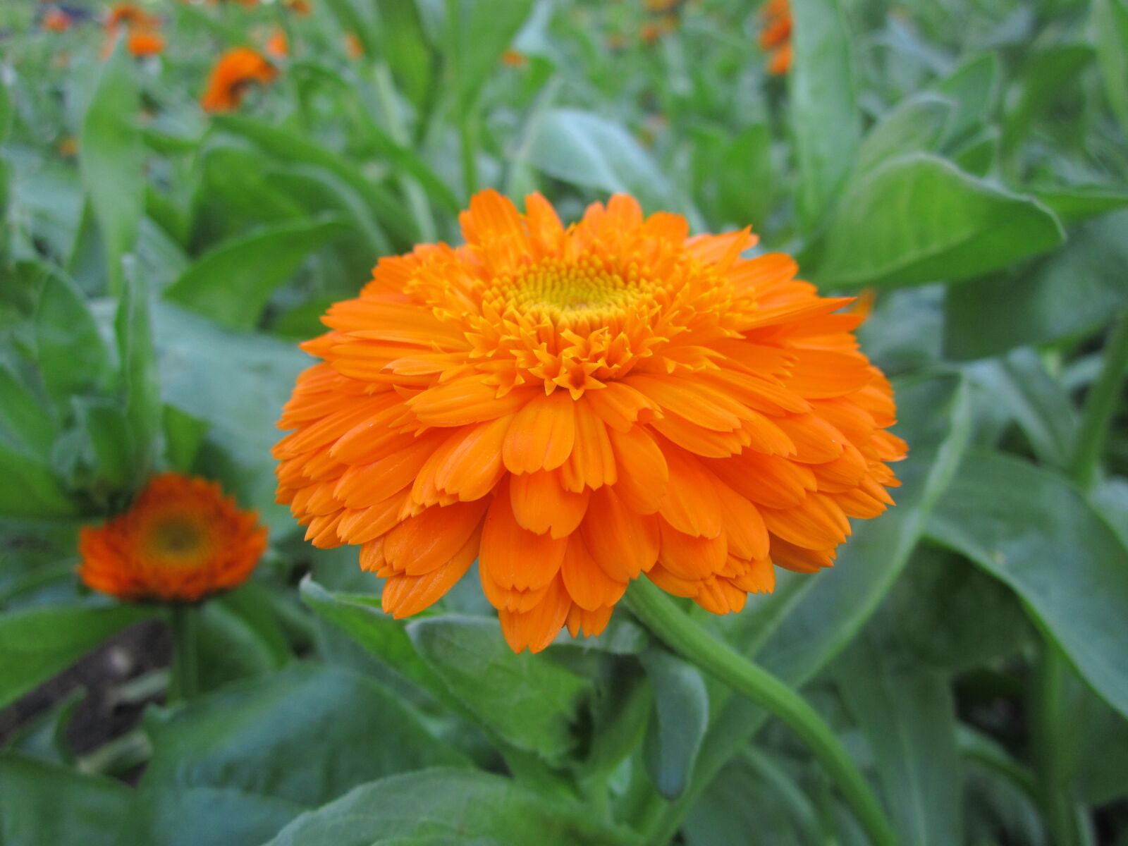 Canon PowerShot A2200 sample photo. Flower, orange flowers, orange photography