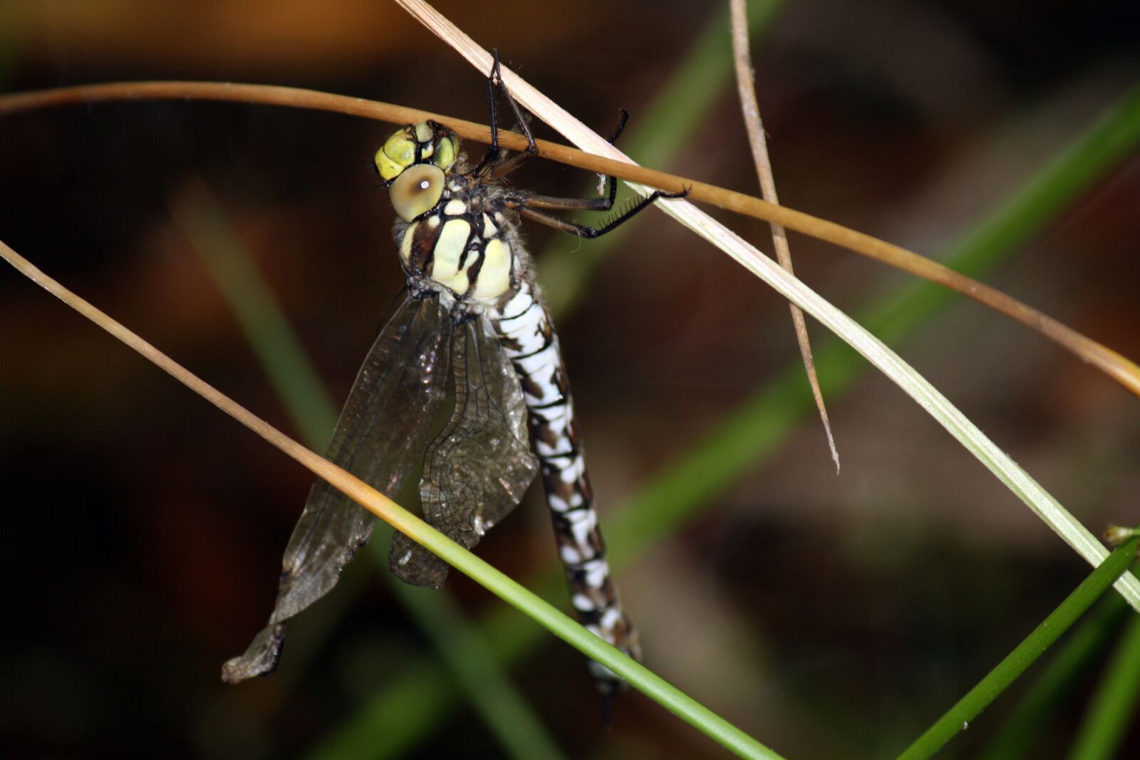 Canon EOS 1000D (EOS Digital Rebel XS / EOS Kiss F) sample photo. Dragon-fly, pollution, deformed wings photography
