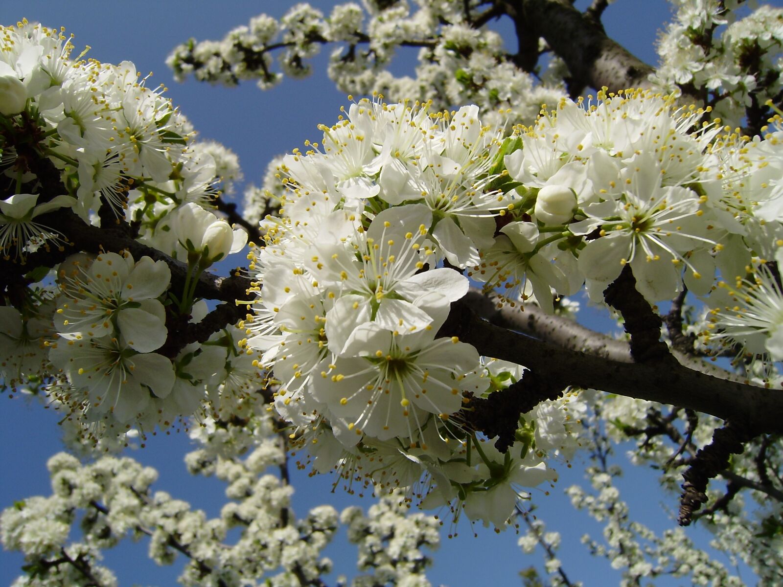 Olympus FE290,X825 sample photo. Vessenee, bloom, apple tree photography