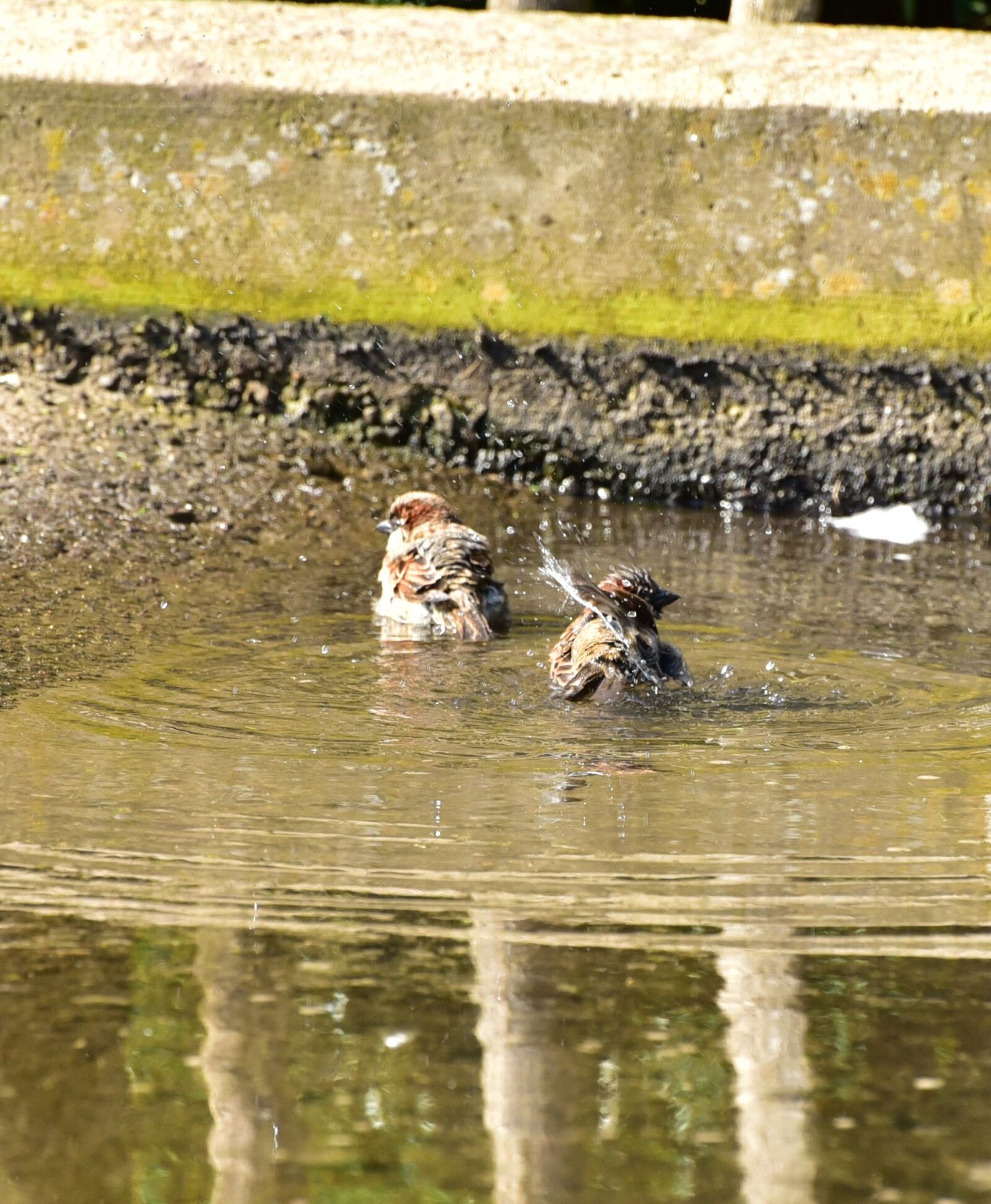 Nikon D750 sample photo. House sparrow, sparrow, bird photography