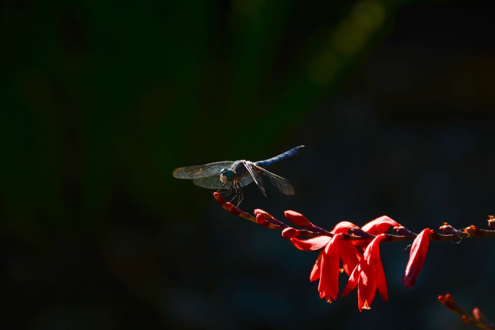 Nikon D7100 sample photo. Dragonfly, flower, summer photography