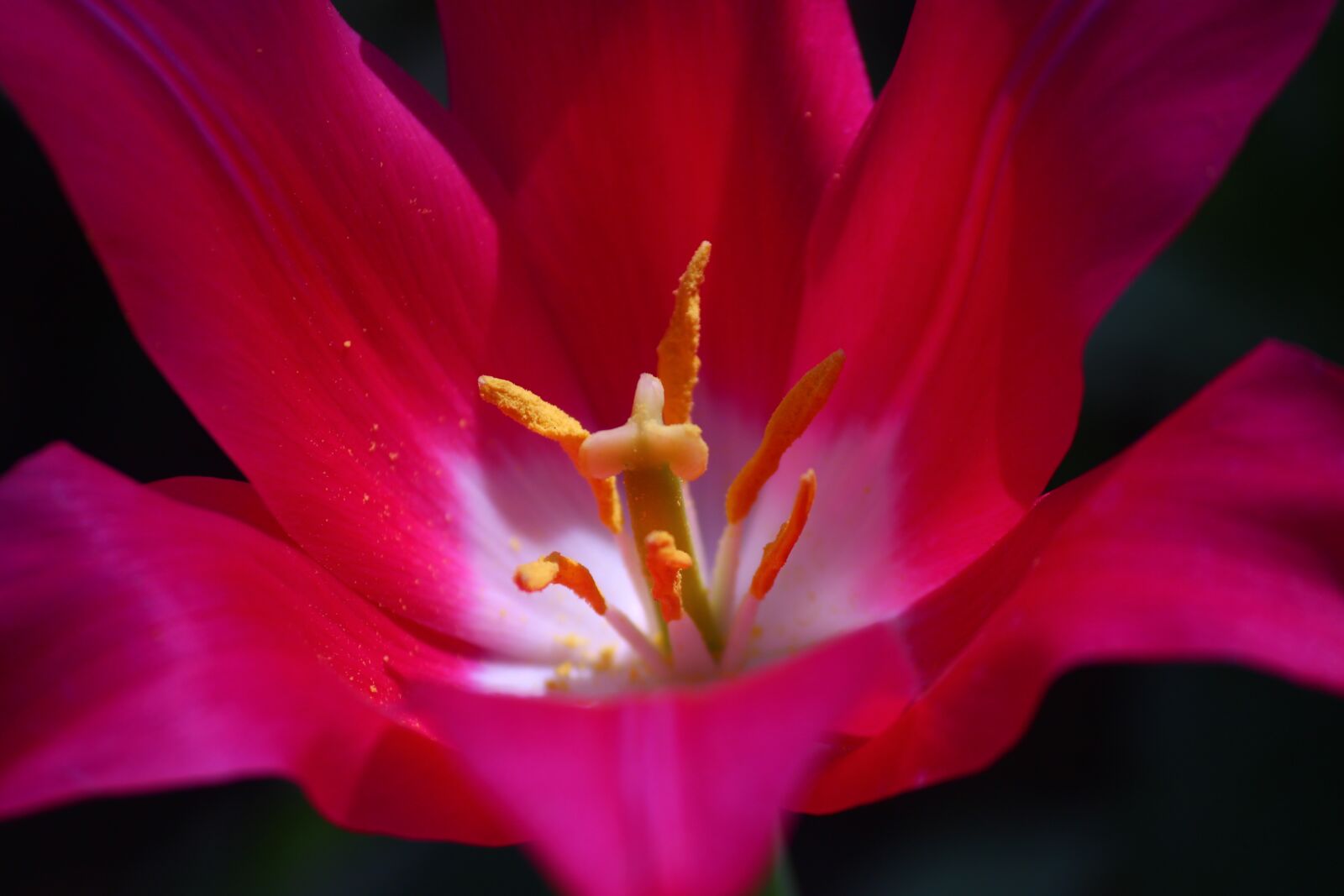 Canon EF-S 55-250mm F4-5.6 IS II sample photo. Tulips, flower, konya photography