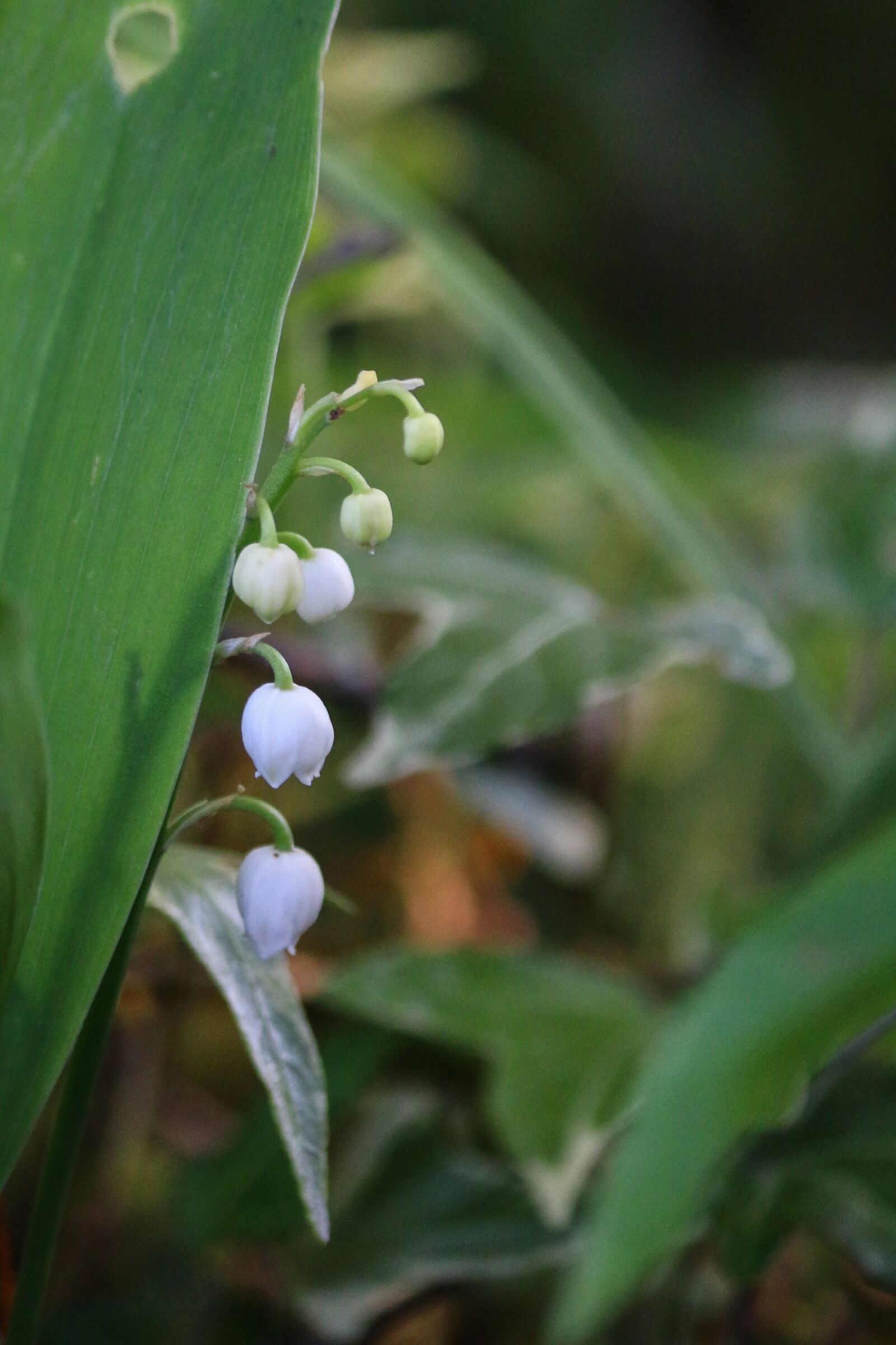 Canon EOS 70D sample photo. Thrush, flower, bell photography