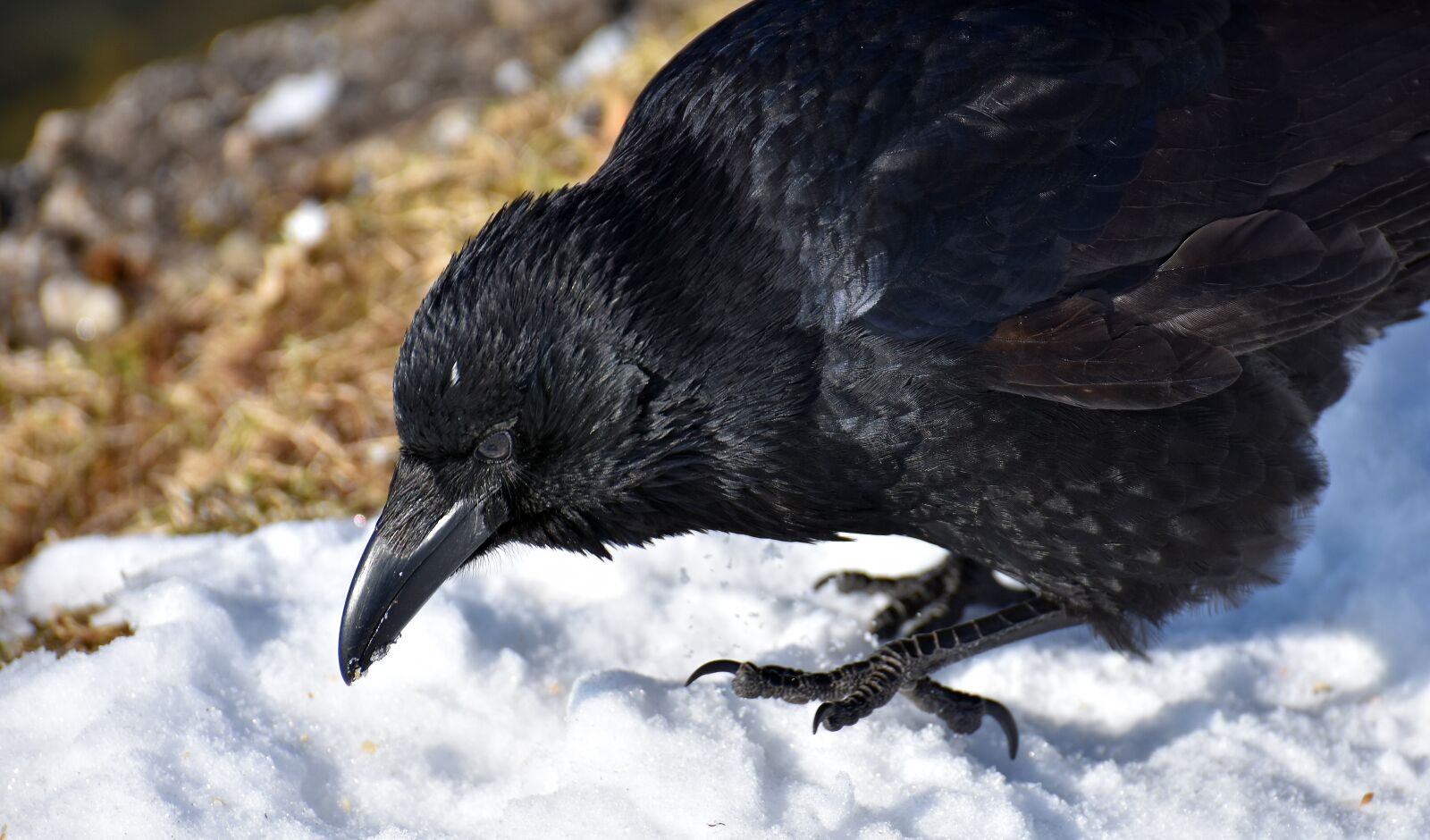 Nikon D7200 sample photo. Common raven, raven, snow photography
