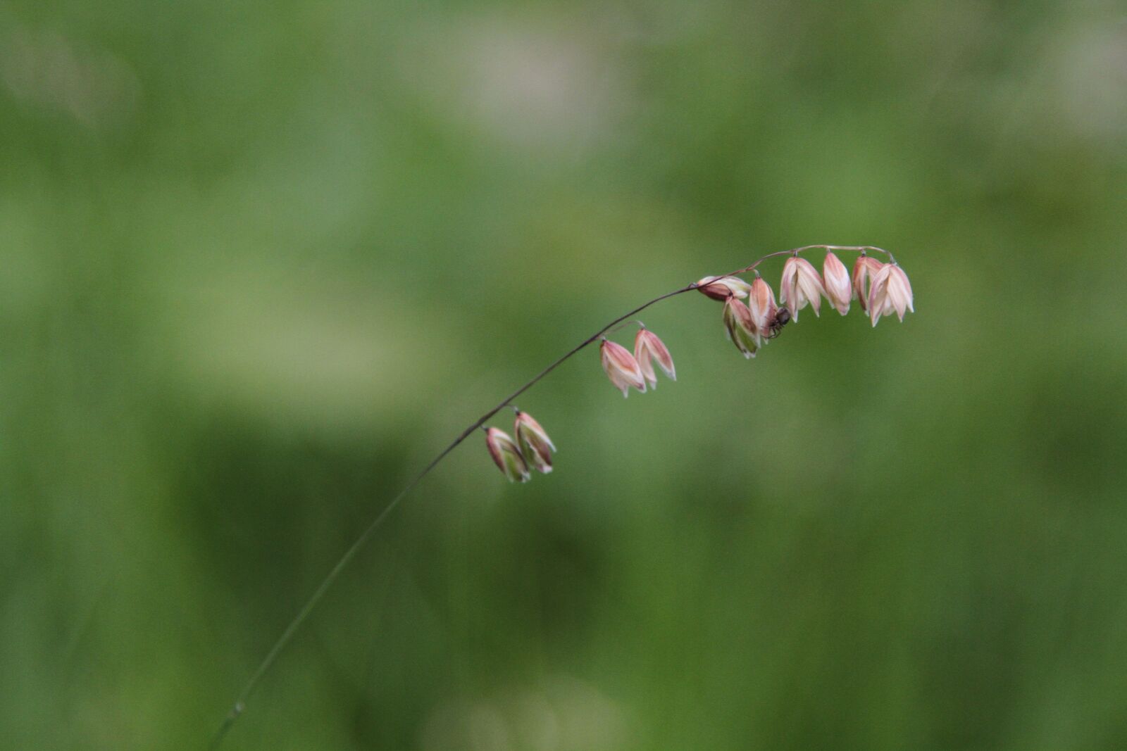 Canon EOS 7D sample photo. Grass, plant, plants photography
