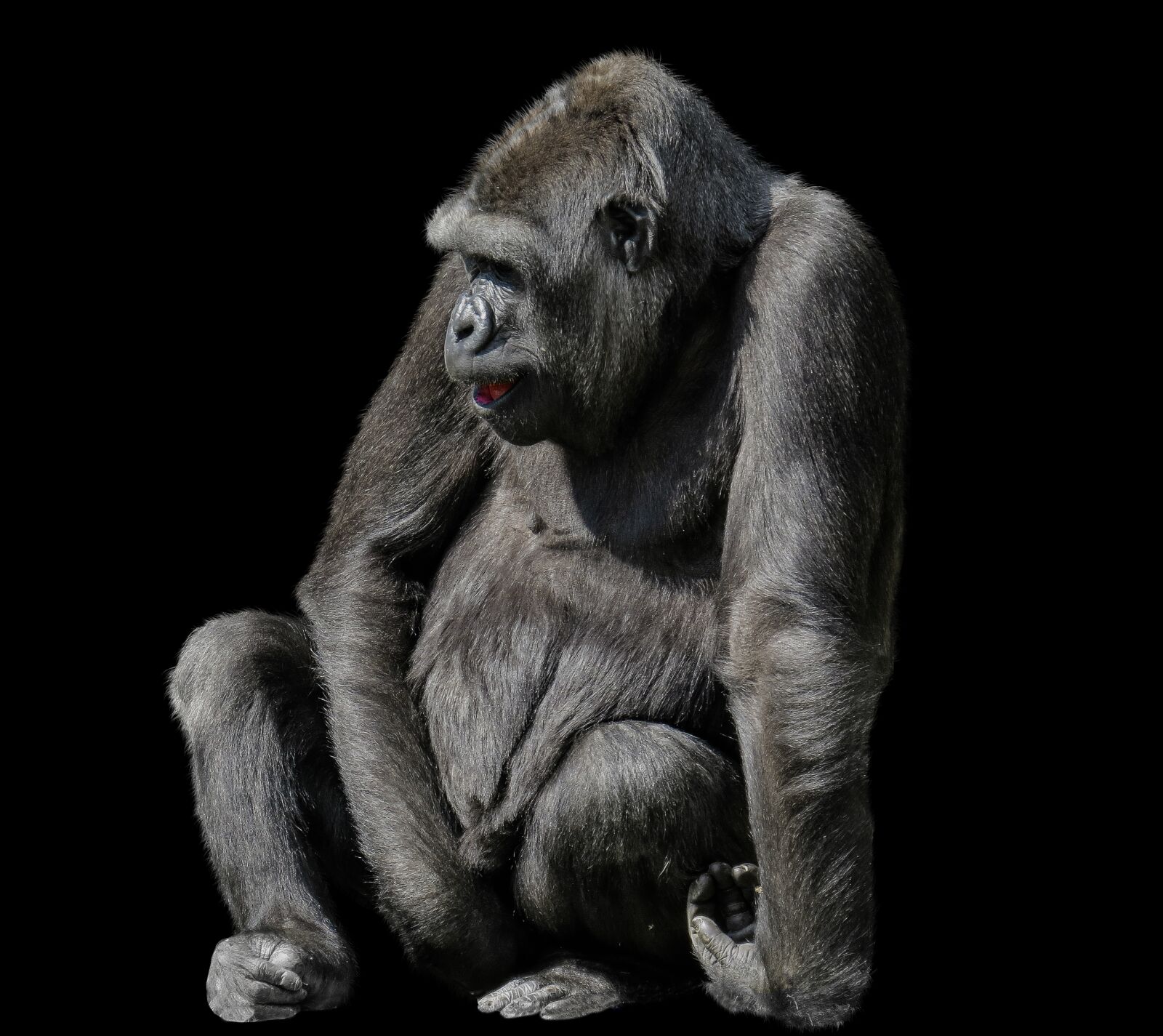 Canon PowerShot SX50 HS sample photo. Animals, monkey, gorilla photography