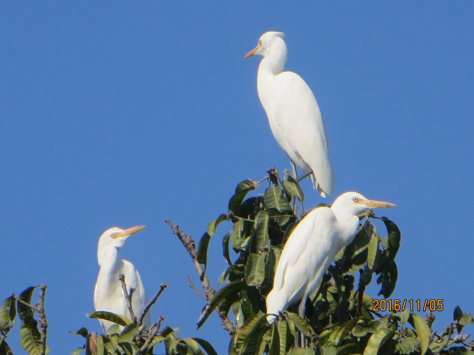 Canon PowerShot SX260 HS sample photo. Birds, blue sky, hd photography