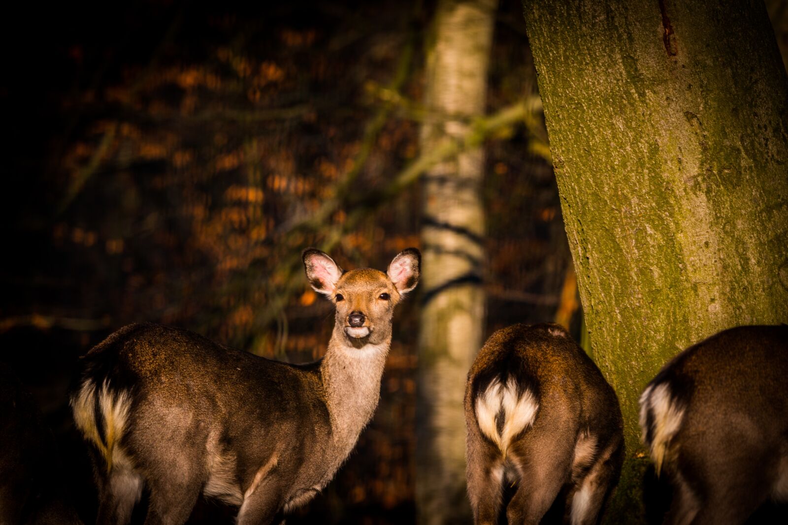 150-600mm F5-6.3 DG OS HSM | Contemporary 015 sample photo. Roe deer, hirsch, red photography