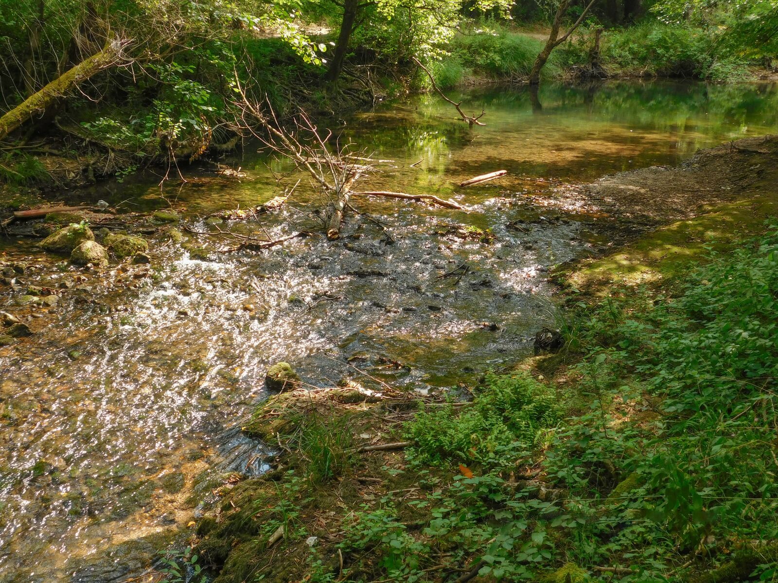 Nikon Coolpix L840 sample photo. Water, forest, nature photography