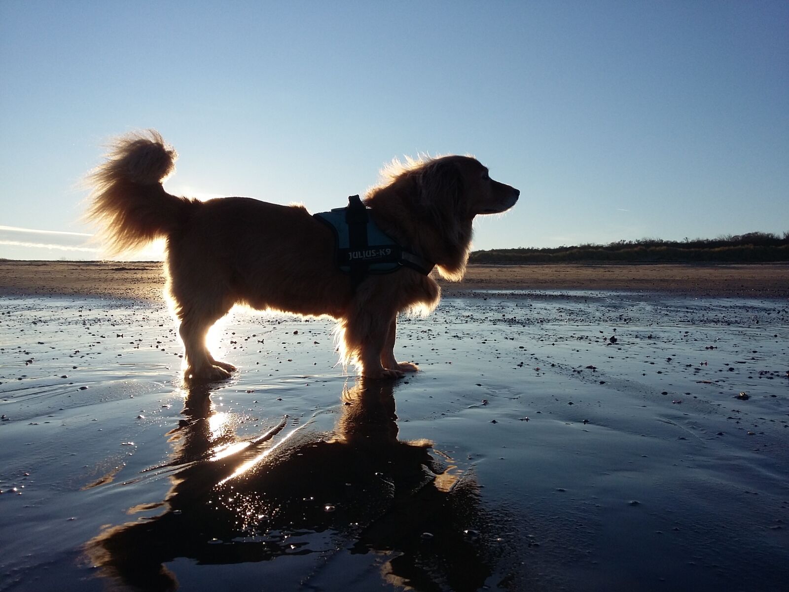 Samsung Galaxy Grand Prime sample photo. Dogs, pets, favorite photography
