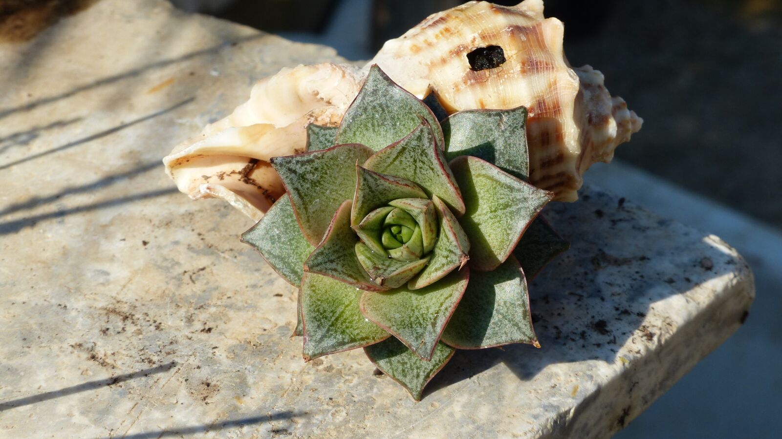 Panasonic Lumix DMC-FZ200 sample photo. Succulent plant, shell, composition photography