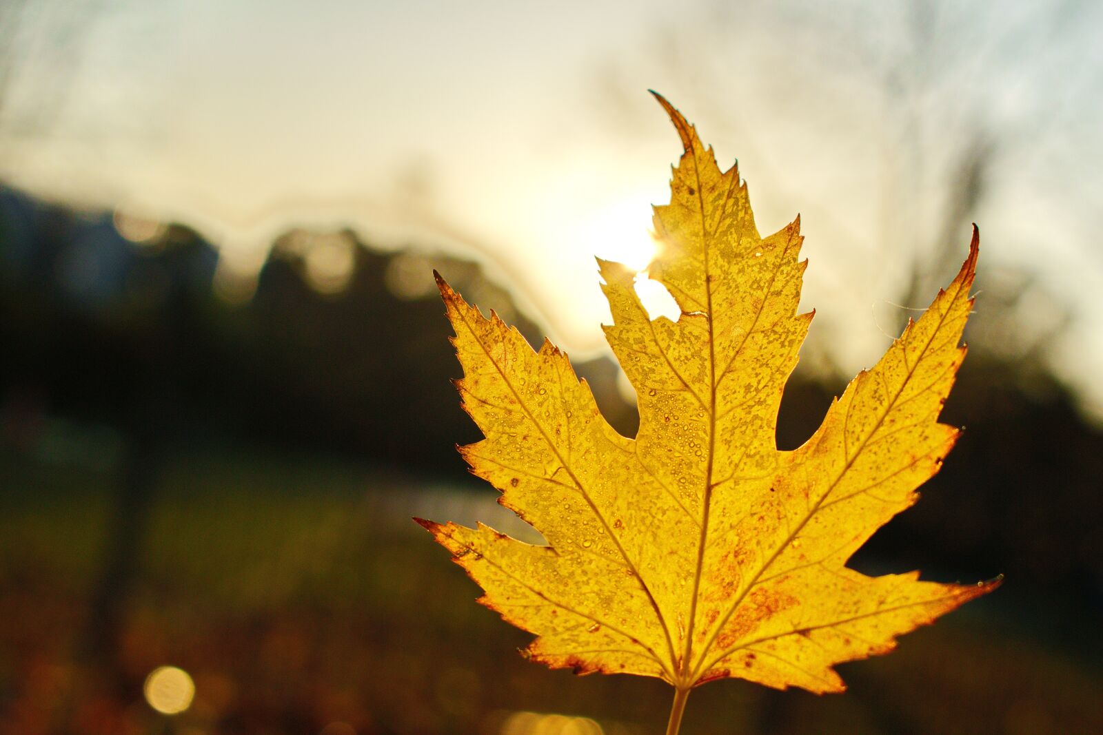 Nikon D3300 sample photo. Autumn, day, nature photography