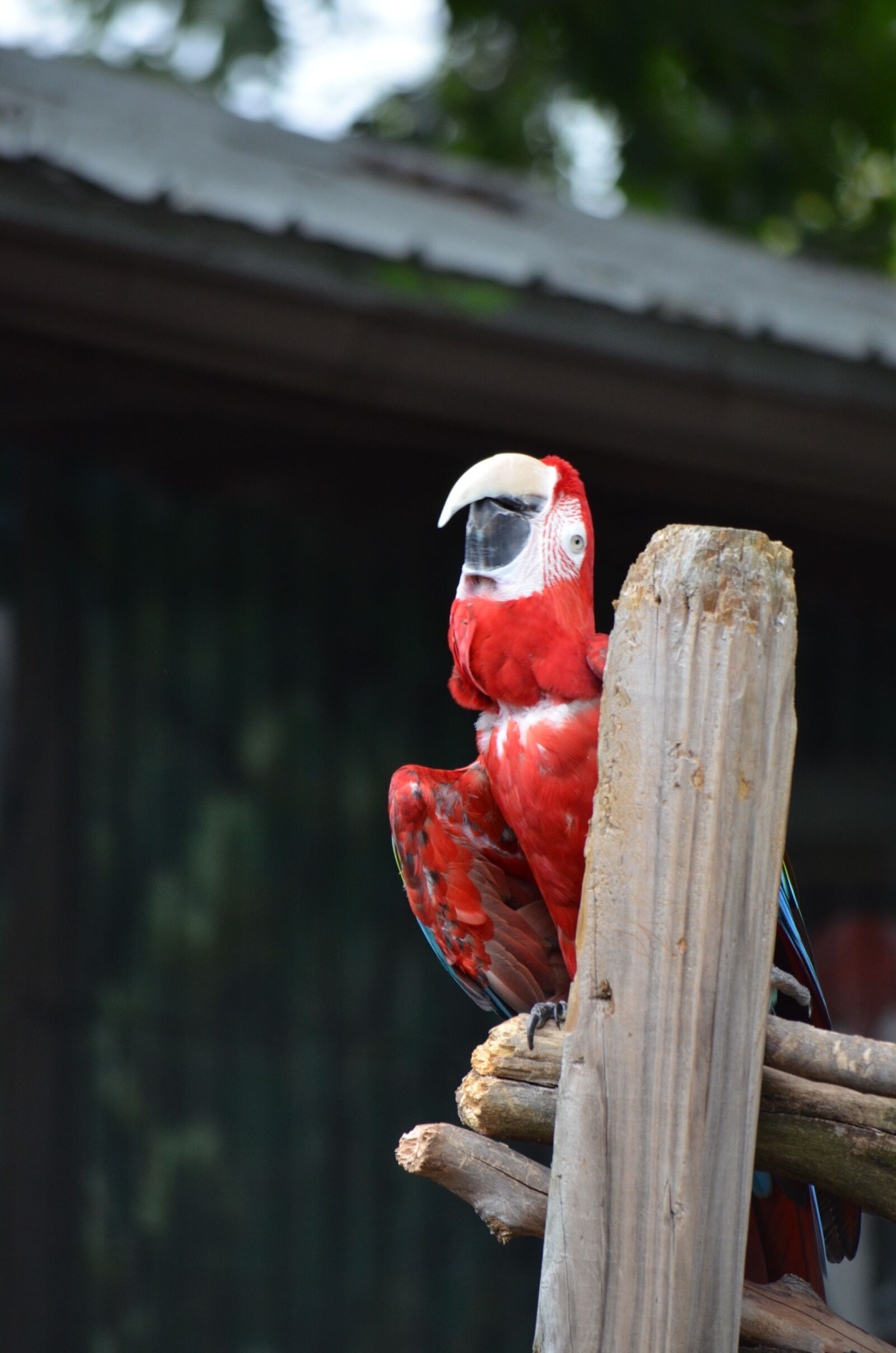 Nikon D7000 sample photo. Red, macaw, parrot photography