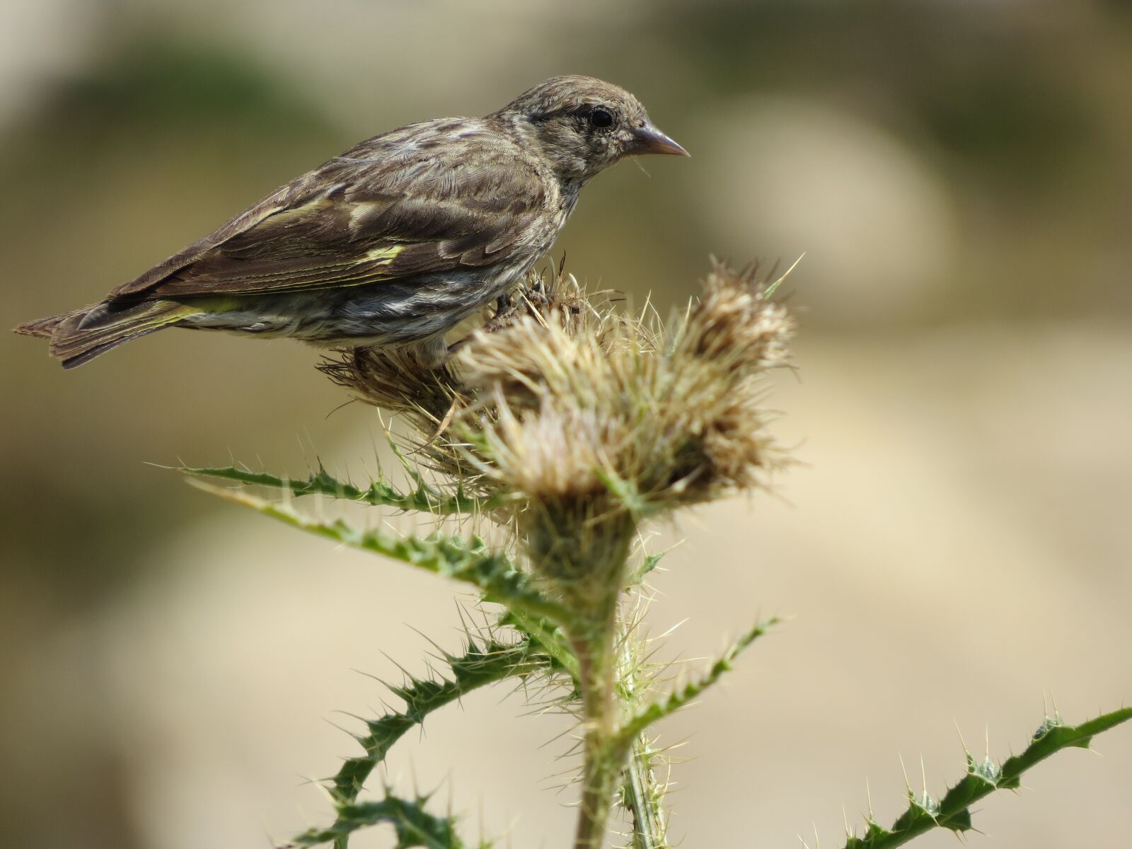 Canon PowerShot SX50 HS sample photo. Pine siskin, pine, siskin photography