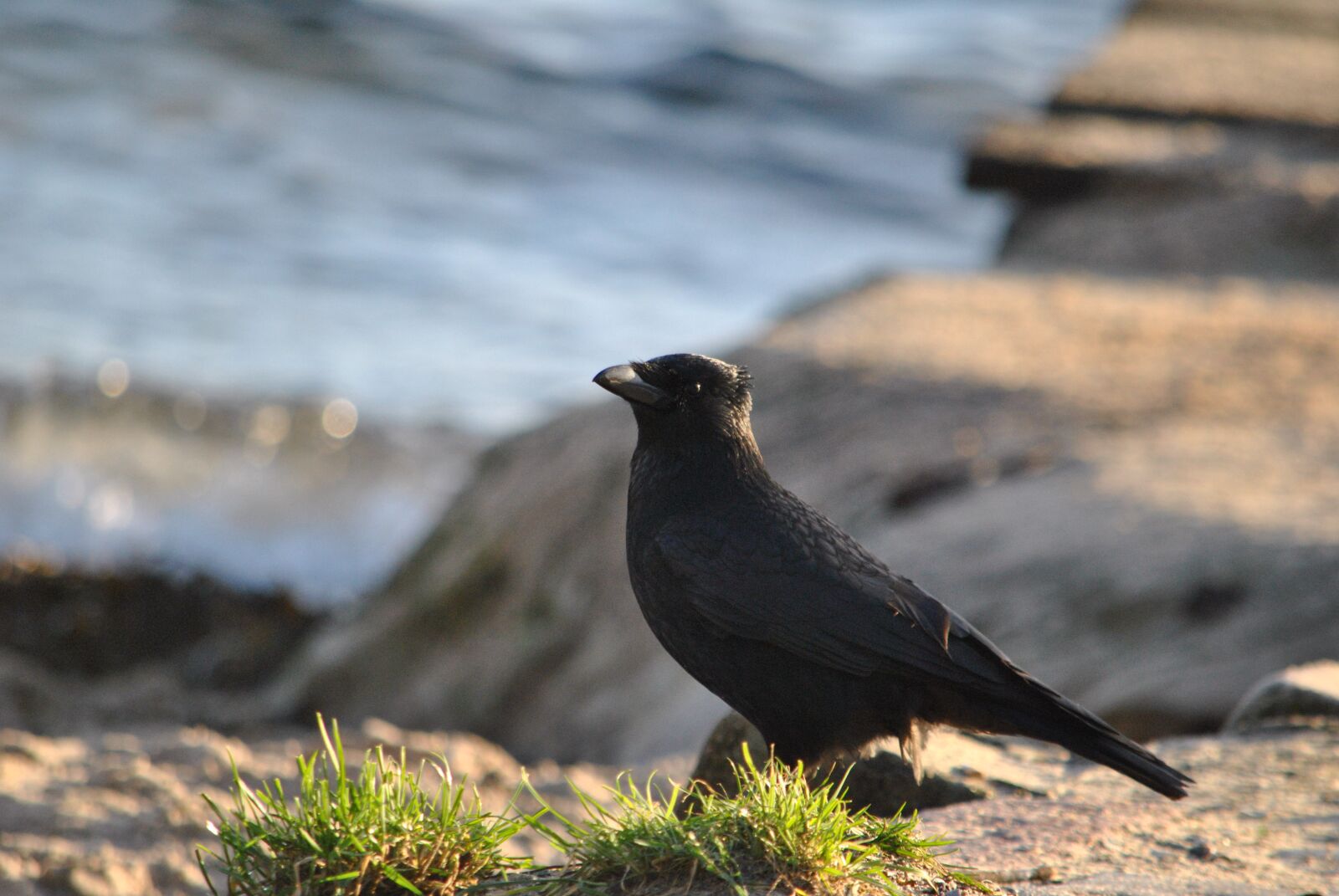 Nikon D3000 sample photo. Crow, beach, bird photography