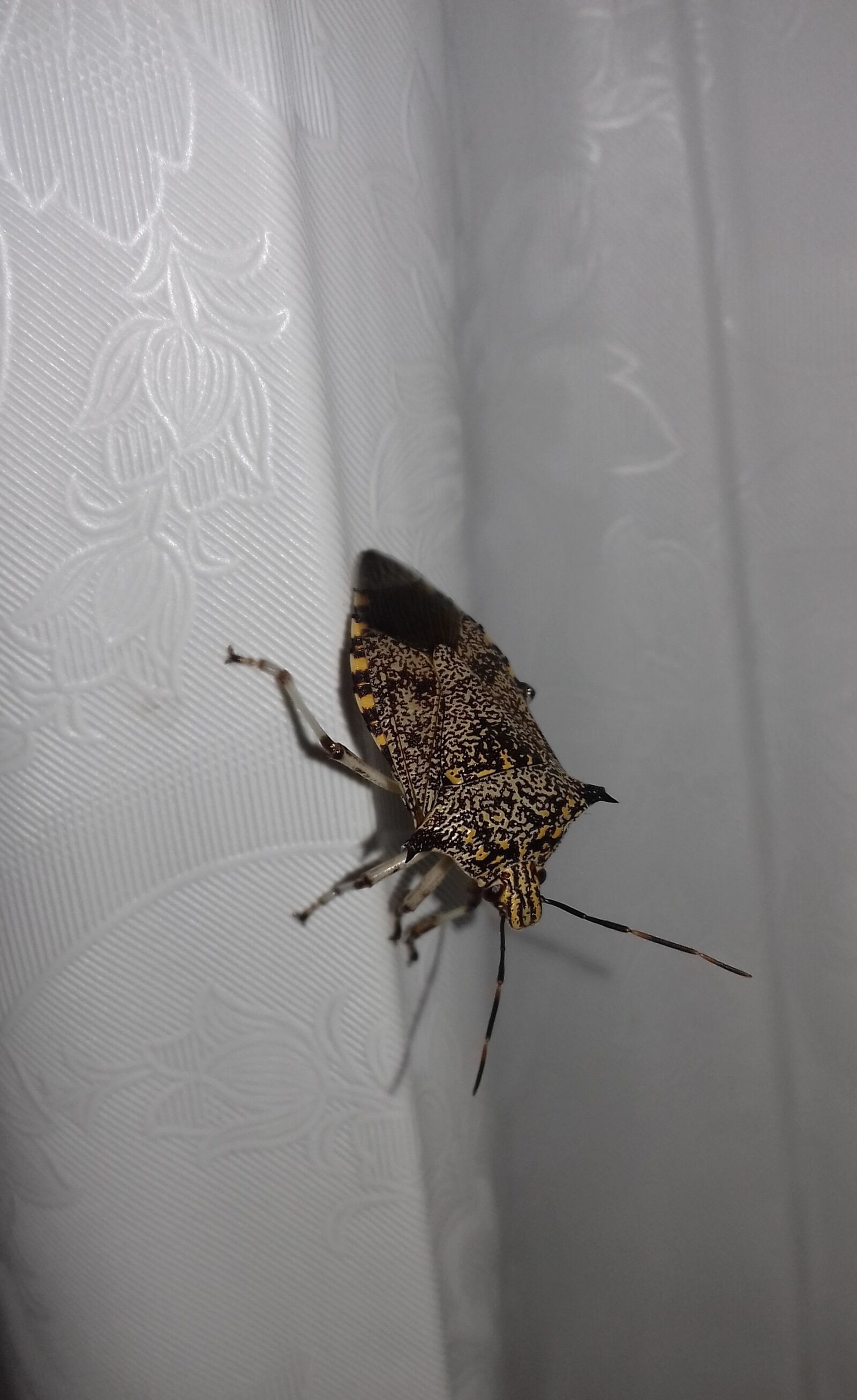 Samsung Galaxy J3(2016) sample photo. Beetle, insect, animal photography