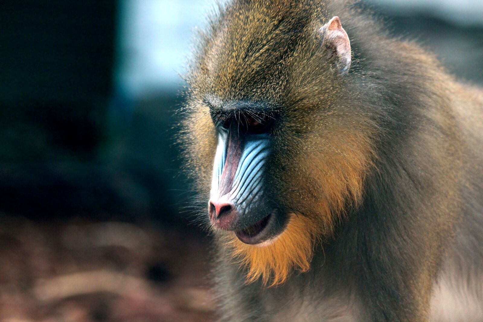 Canon EOS 650D (EOS Rebel T4i / EOS Kiss X6i) sample photo. Mandrill, primacy, monkey photography