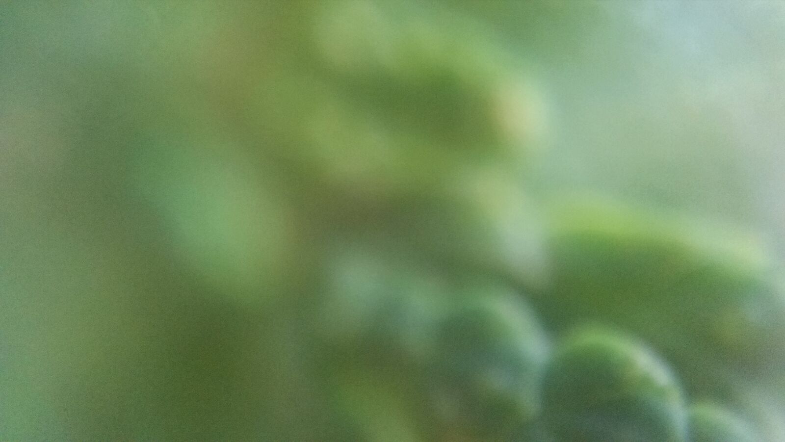 Motorola Moto X (1st Gen) sample photo. Blur, curve, green, texture photography
