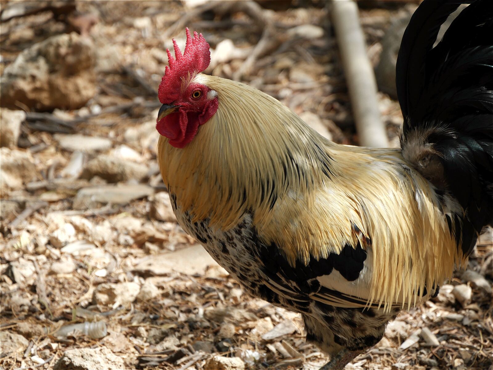 Panasonic Lumix DMC-G7 sample photo. Haan, animals, poultry photography