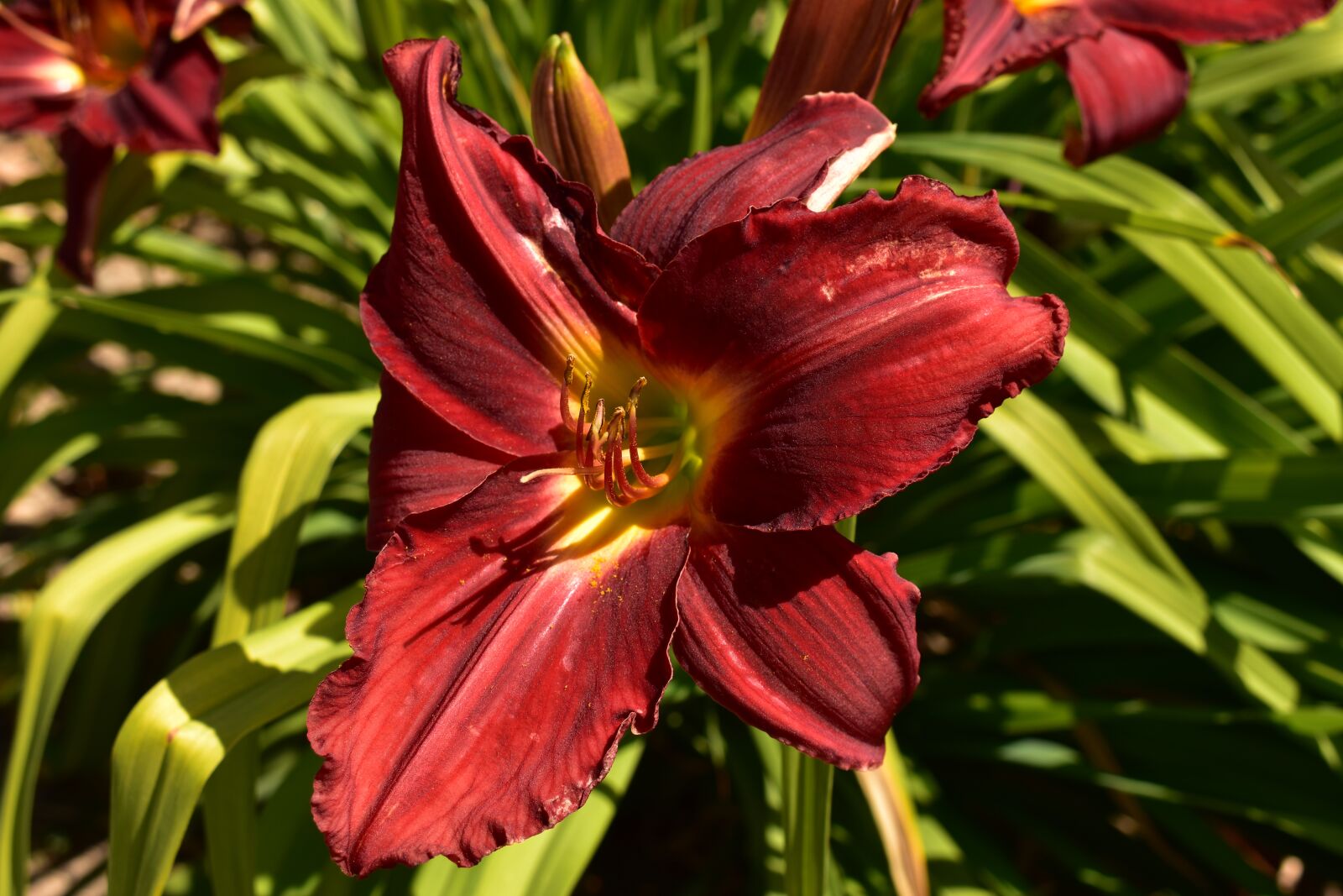 Nikon D3400 sample photo. Flower, garden, nature photography