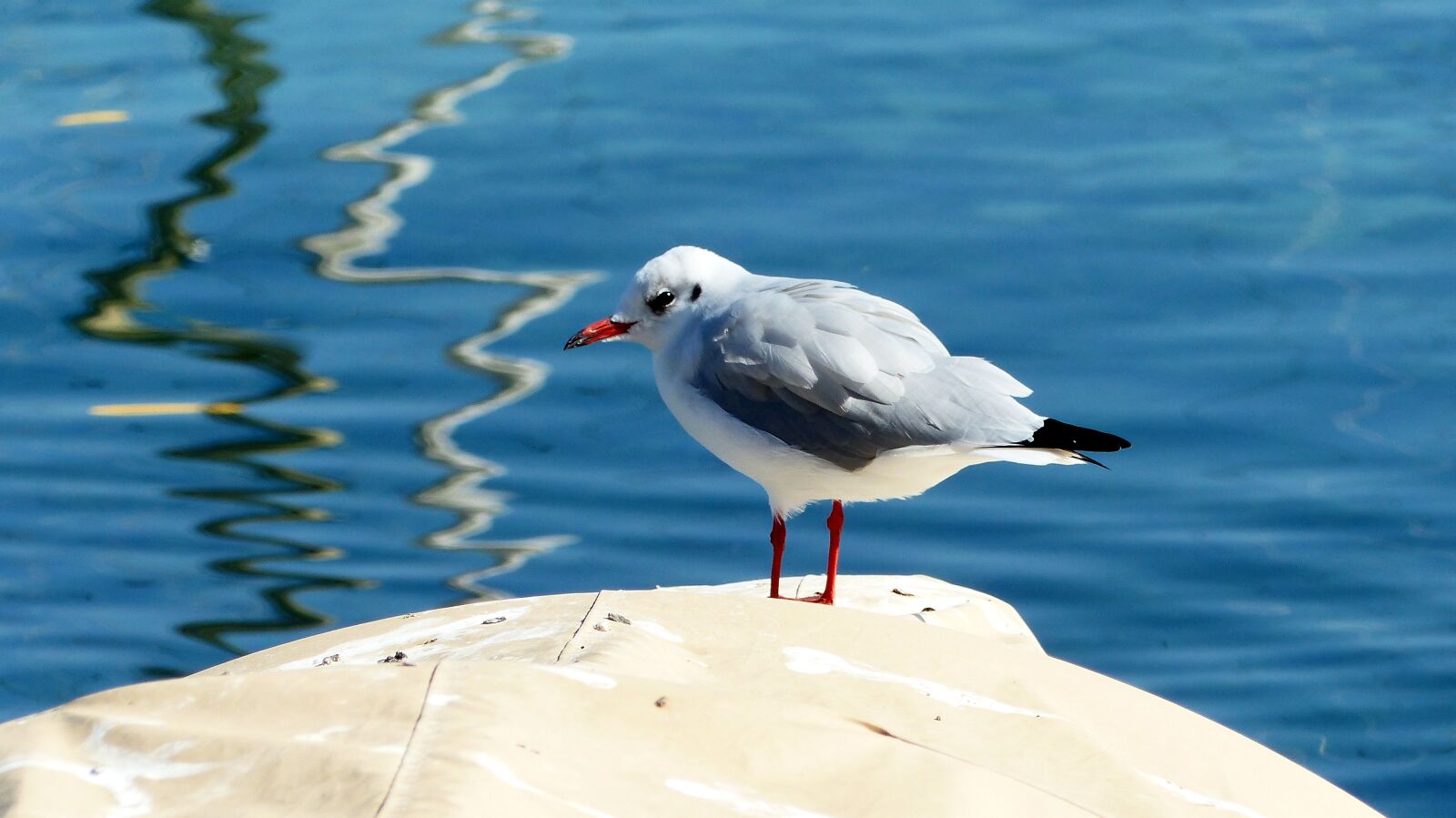 Panasonic Lumix DMC-FZ200 sample photo. Seagull, lake, bird photography