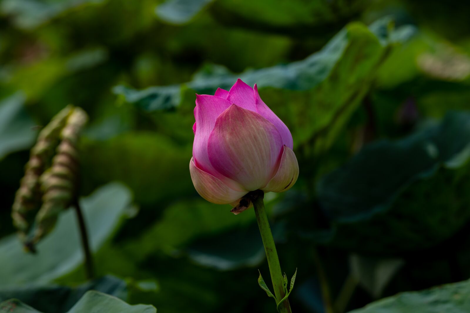 Canon EOS 5D Mark IV sample photo. Lotus flowers, lotus, beautiful photography
